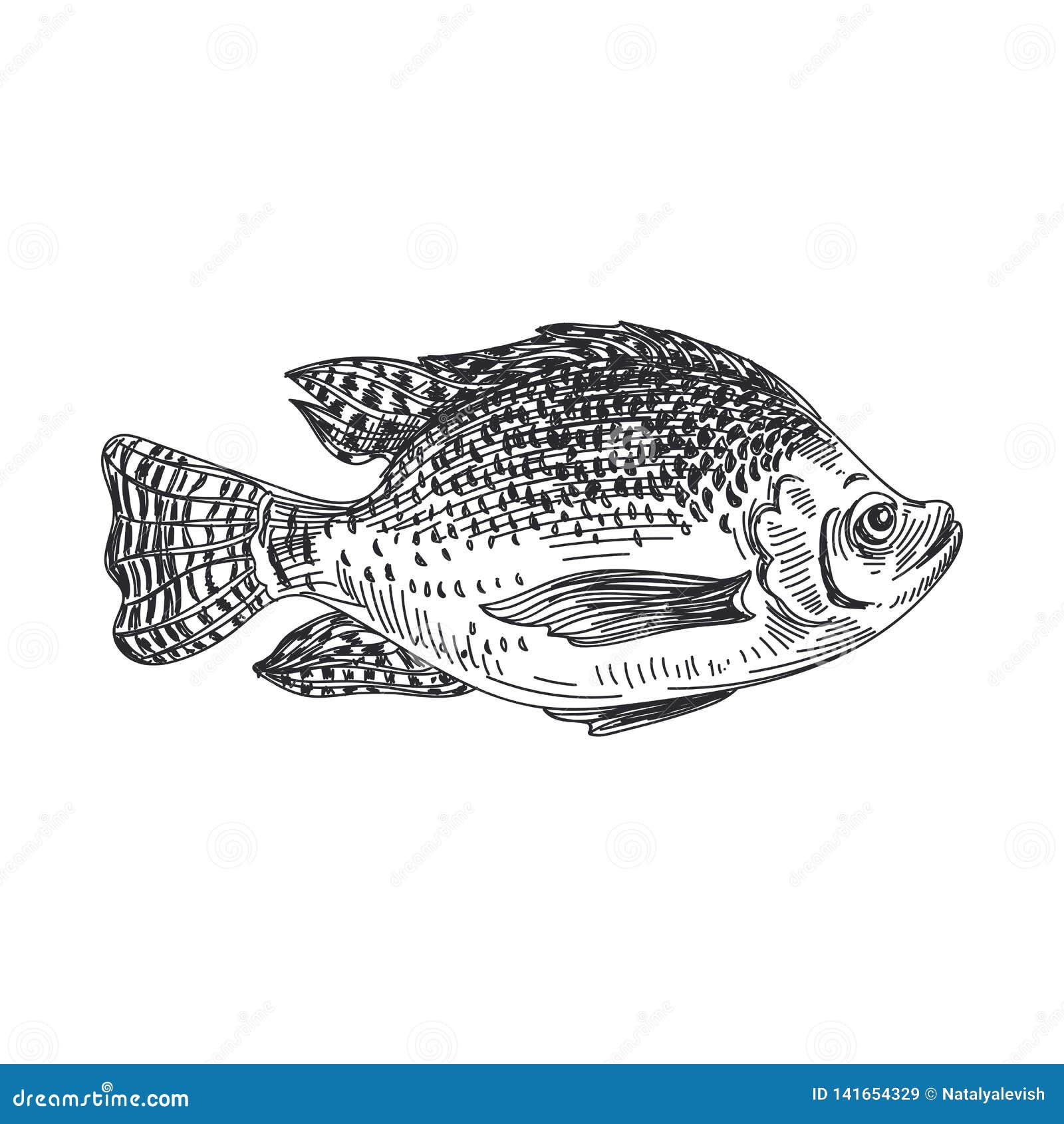 How to Draw a Cute Tilapia