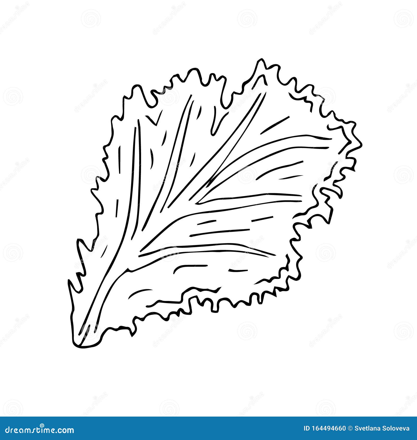 Vector Hand Drawn Sketch Doodle Outline Salad Leaf Stock Illustration