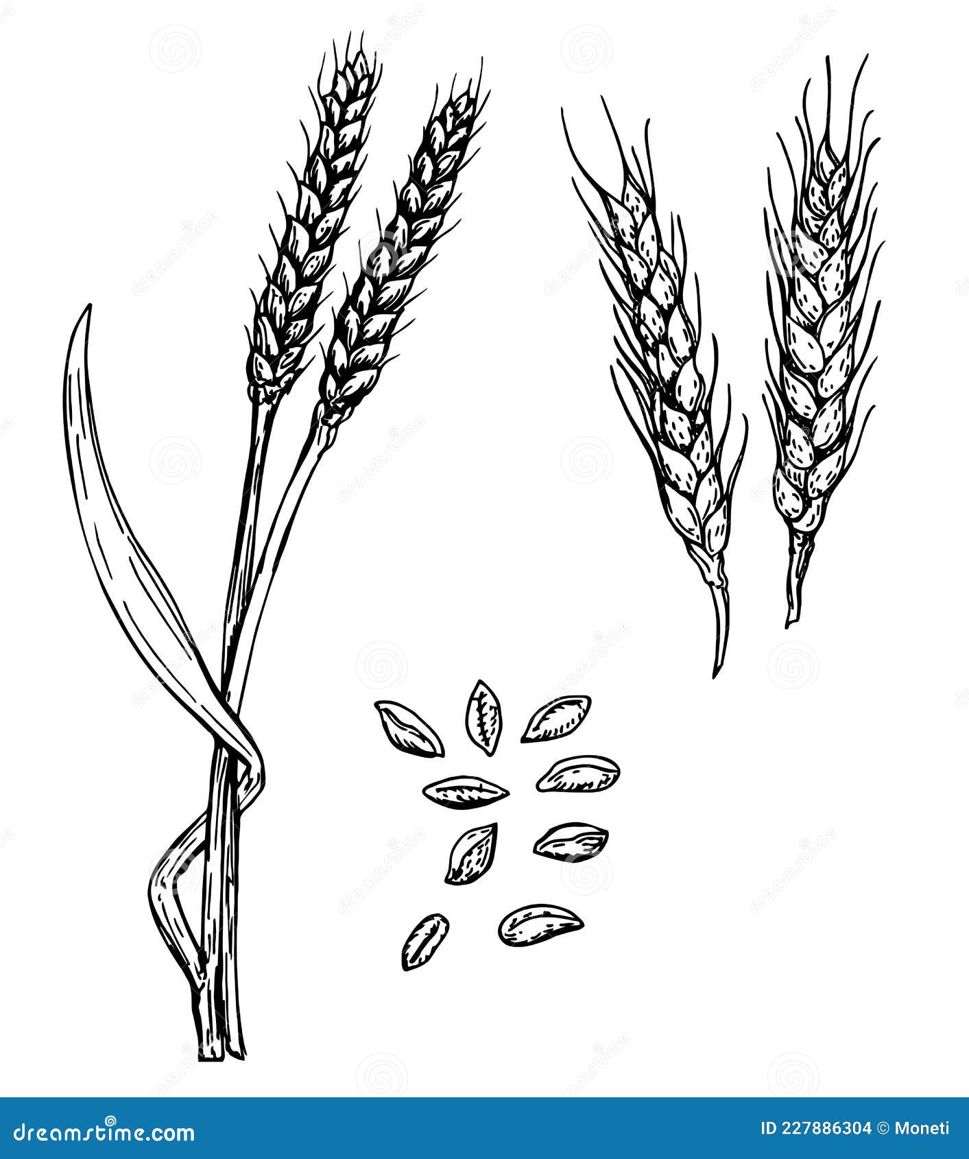 Grain Drawing PNG Transparent Images Free Download | Vector Files | Pngtree