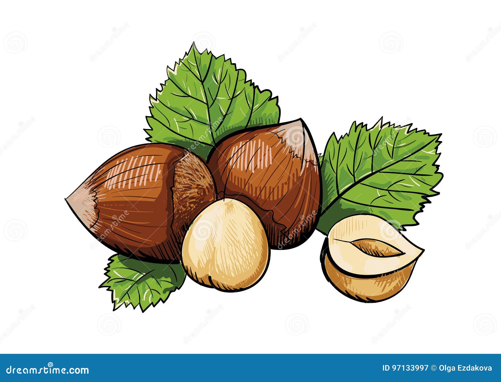 Vector hazelnuts clipart stock vector. Illustration of healthy 97133997