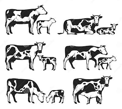 Vector Holstein Cows and Calves Collection Stock Vector - Illustration ...