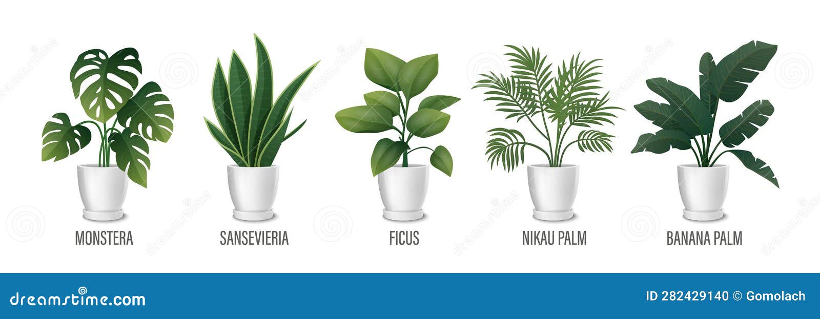  house plant in pot icon set - monstera, sansevieria, banana palm, ficus, rhopalostylis, nikau palm in pots