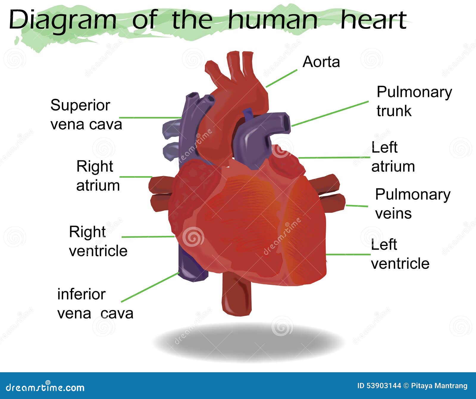 Vector Human Heart Anatomy stock vector Illustration of anatomical Biology Diagrams