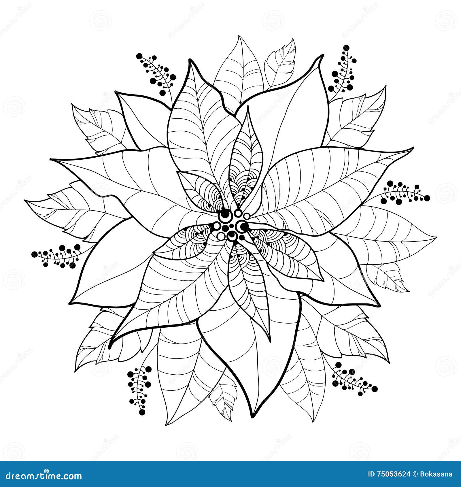 Stella Di Natale Da Ritagliare.Vector Il Fiore Della Stella Di Natale O Il Natale Star Nel Nero Isolato Su Bianco Fiore Del Profilo Della Stella Di Natale Per P Illustrazione Vettoriale Illustrazione Di Fiore Lineare