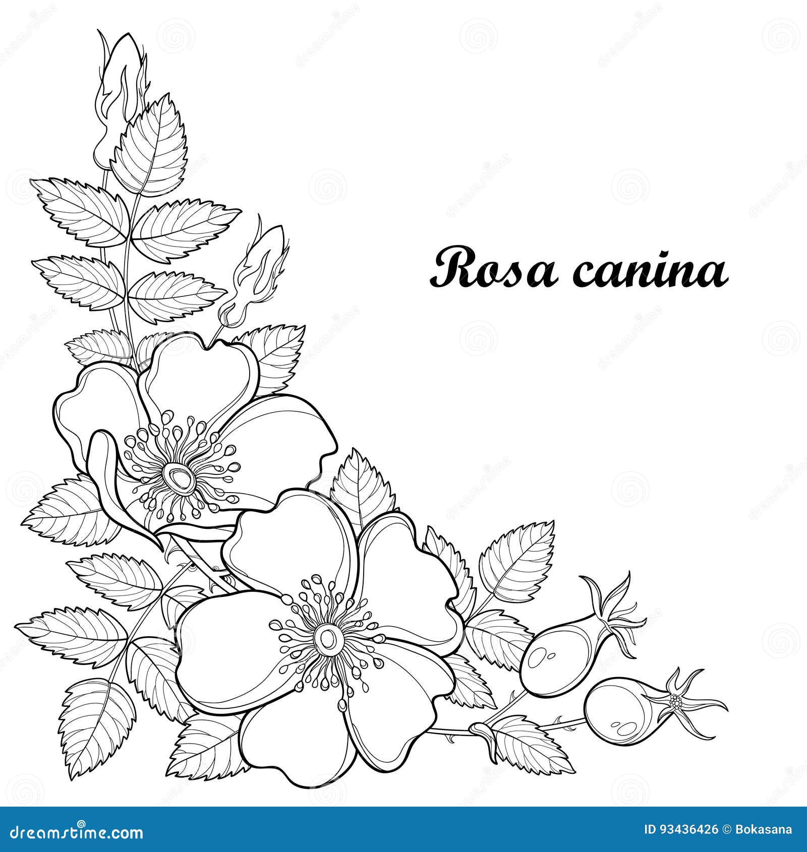 Vector il ramo con il canina della rosa canina o di Rosa del profilo erba medicinale Fiore germoglio foglie ed anca isolati su Libera da Diritti