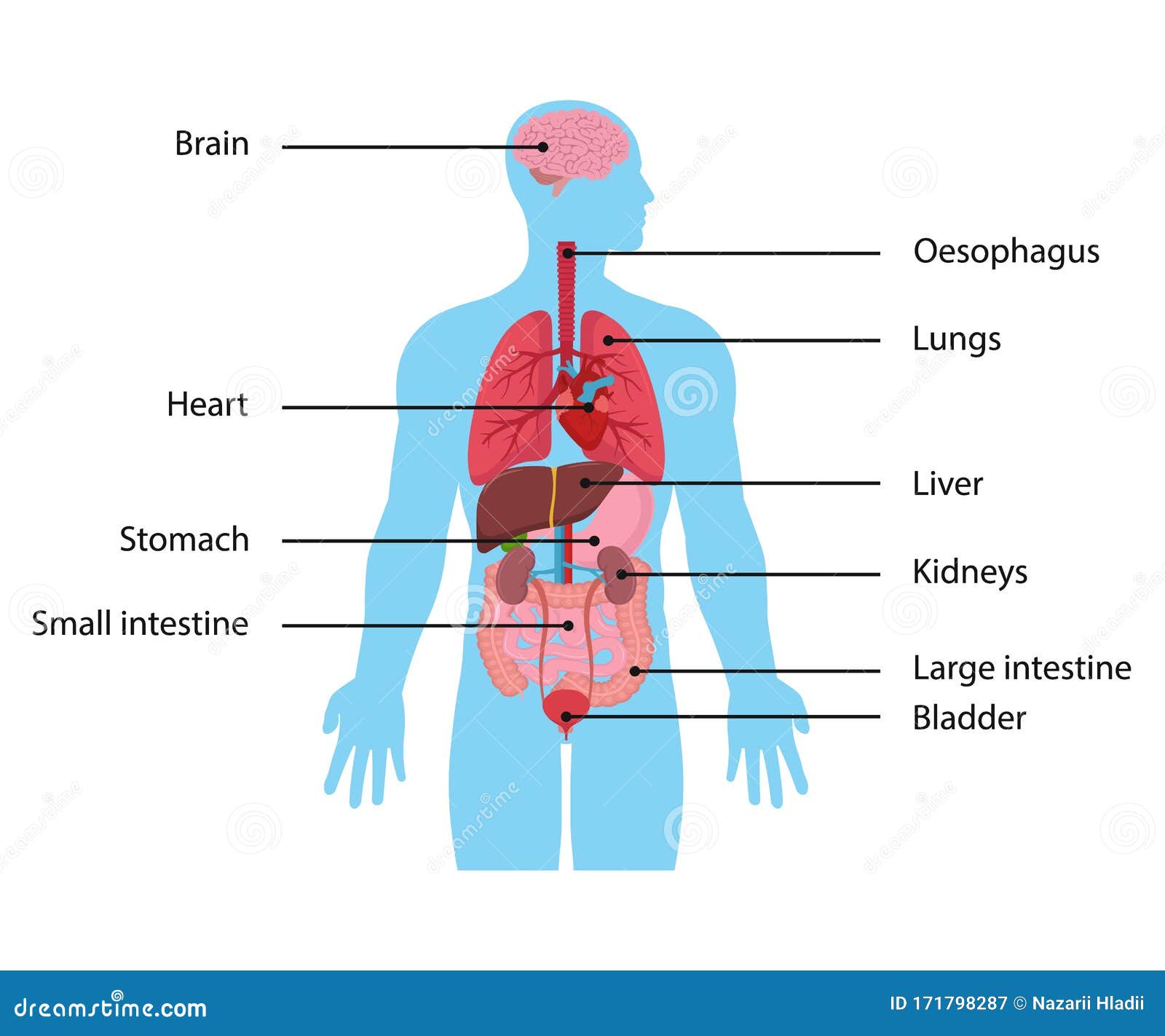 Vector Illstration of Intarnal Organs. Flat Design. Isolated. Stock ...