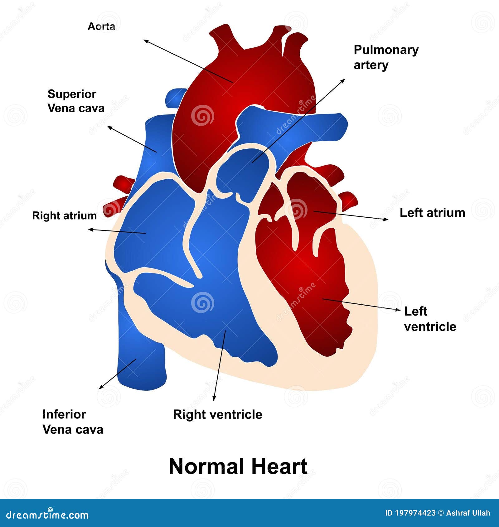 Vector Illustration of Anatomy of Human Heart Stock Vector ...