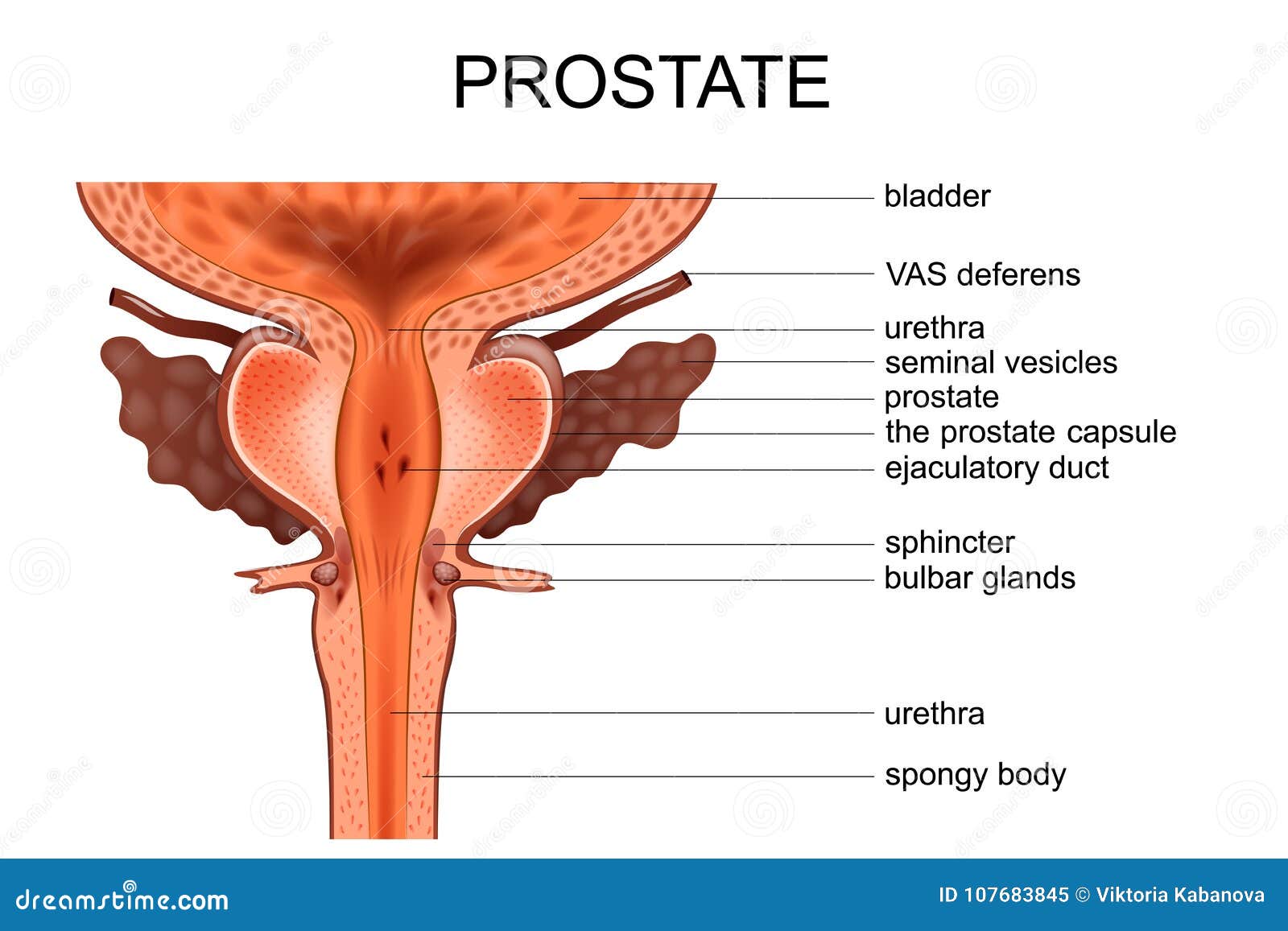 Prostatitis élő halott vizet