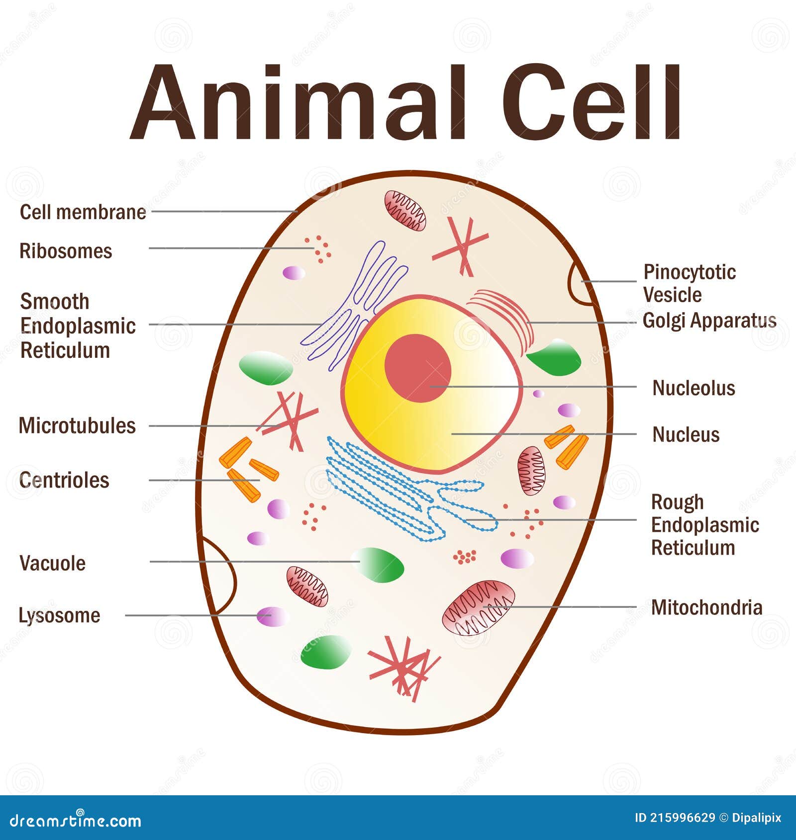 A Vector Illustration of an Animal Cell Stock Vector - Illustration of  diagram, microscope: 215996629
