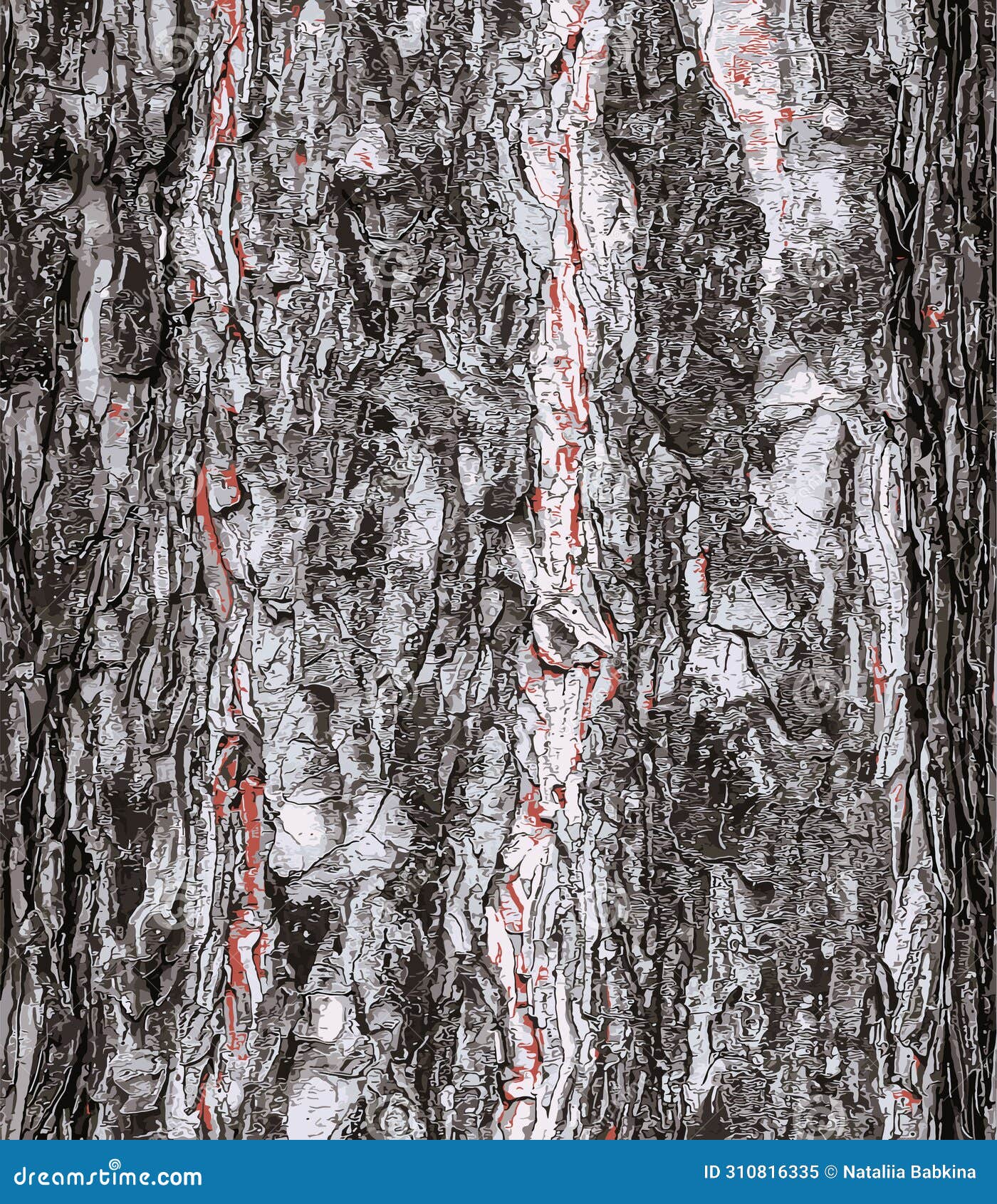   of a background of the bark of a pinus nigra tree, family pinaceae