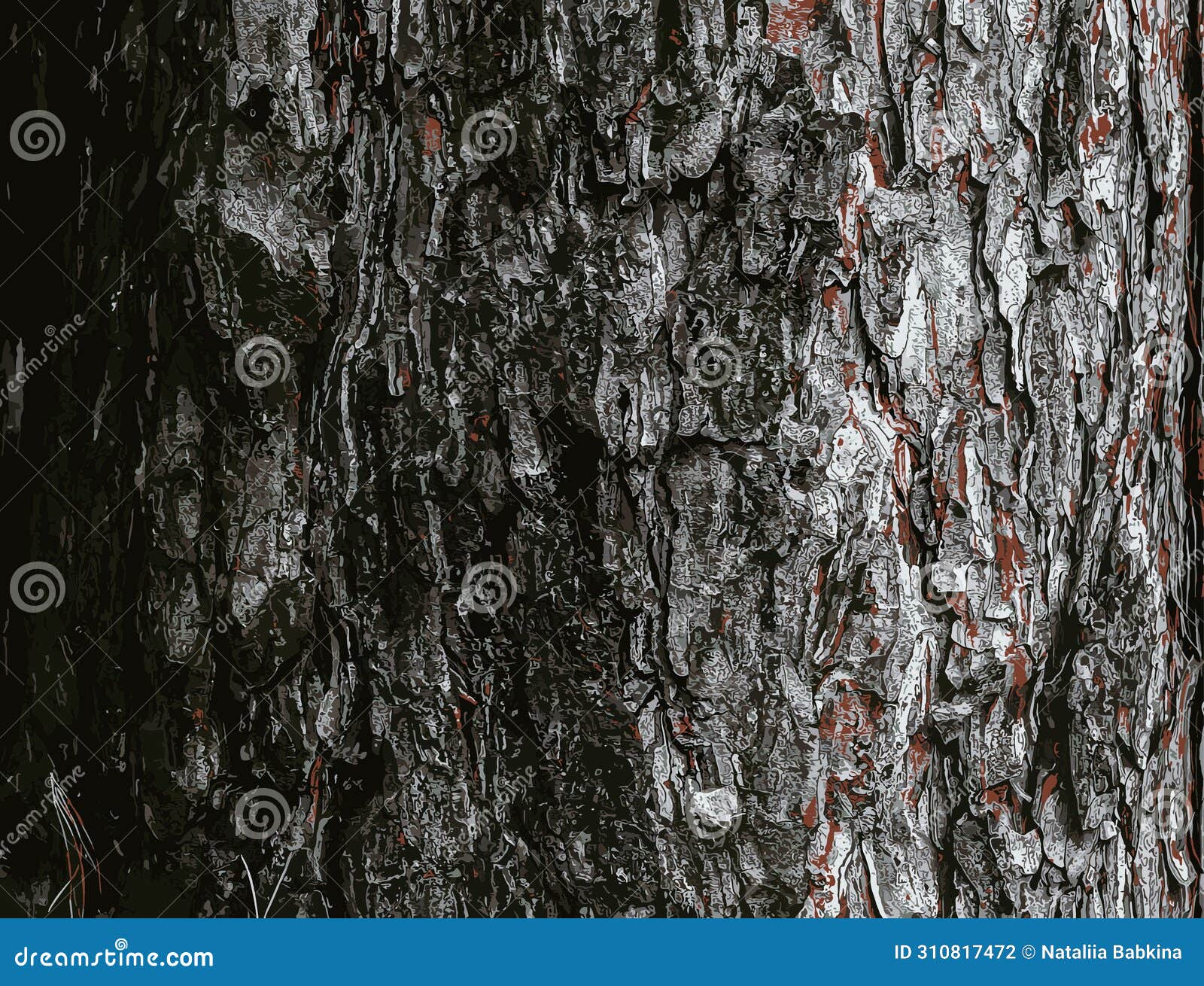   of a background of the bark of a pinus nigra tree, family pinaceae