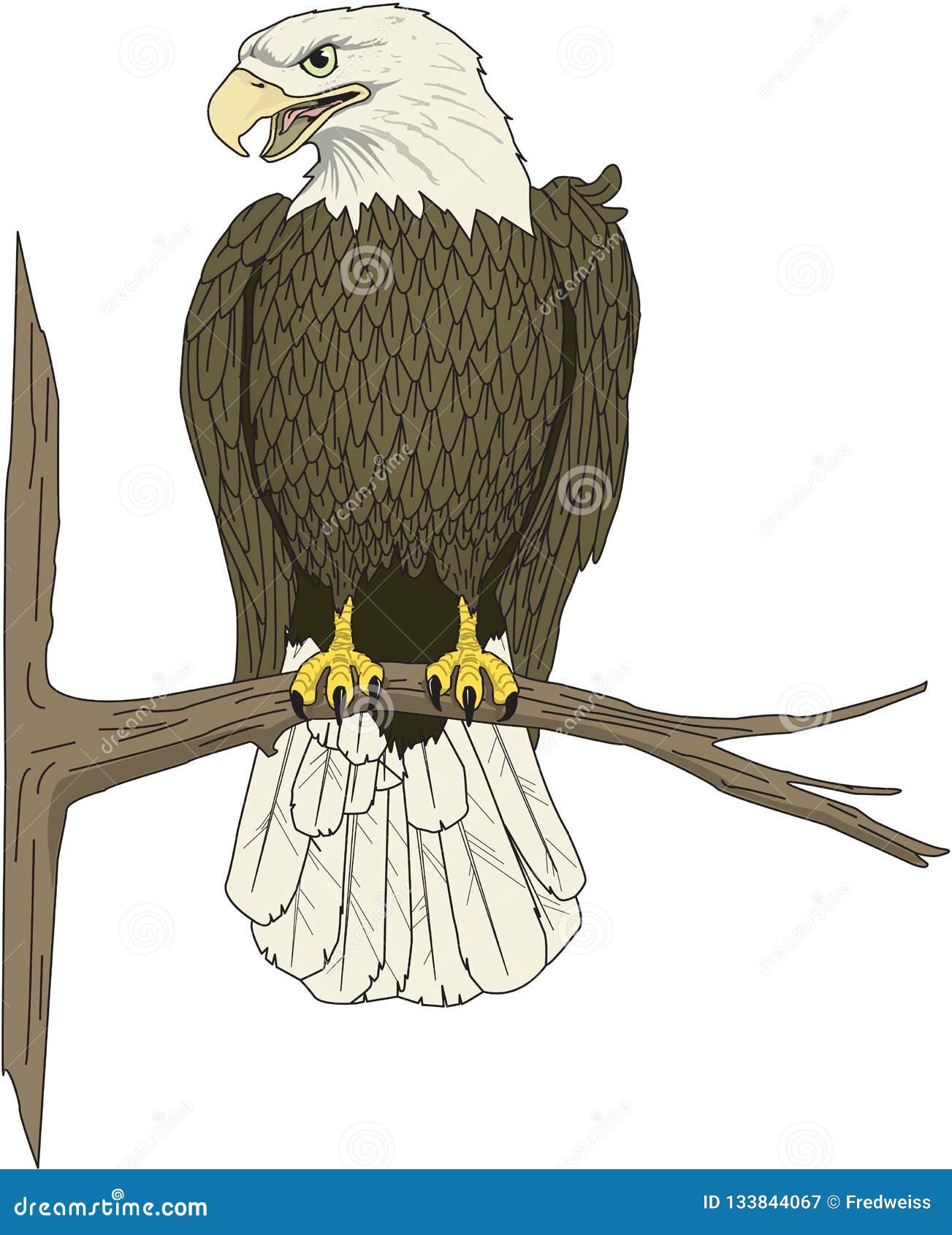 eagle perched on branch 