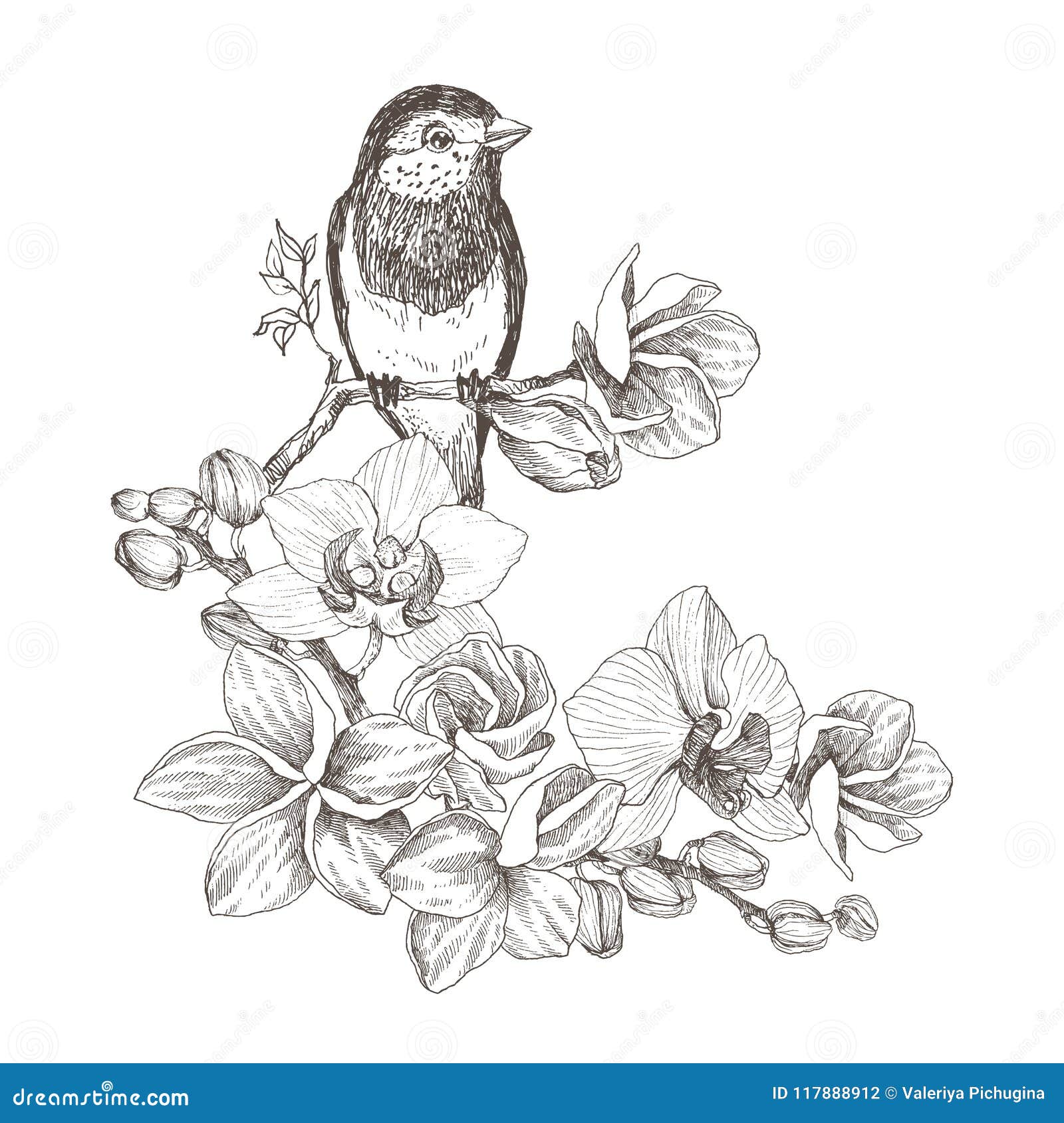 Pencil Drawings Of Flowers And Birds