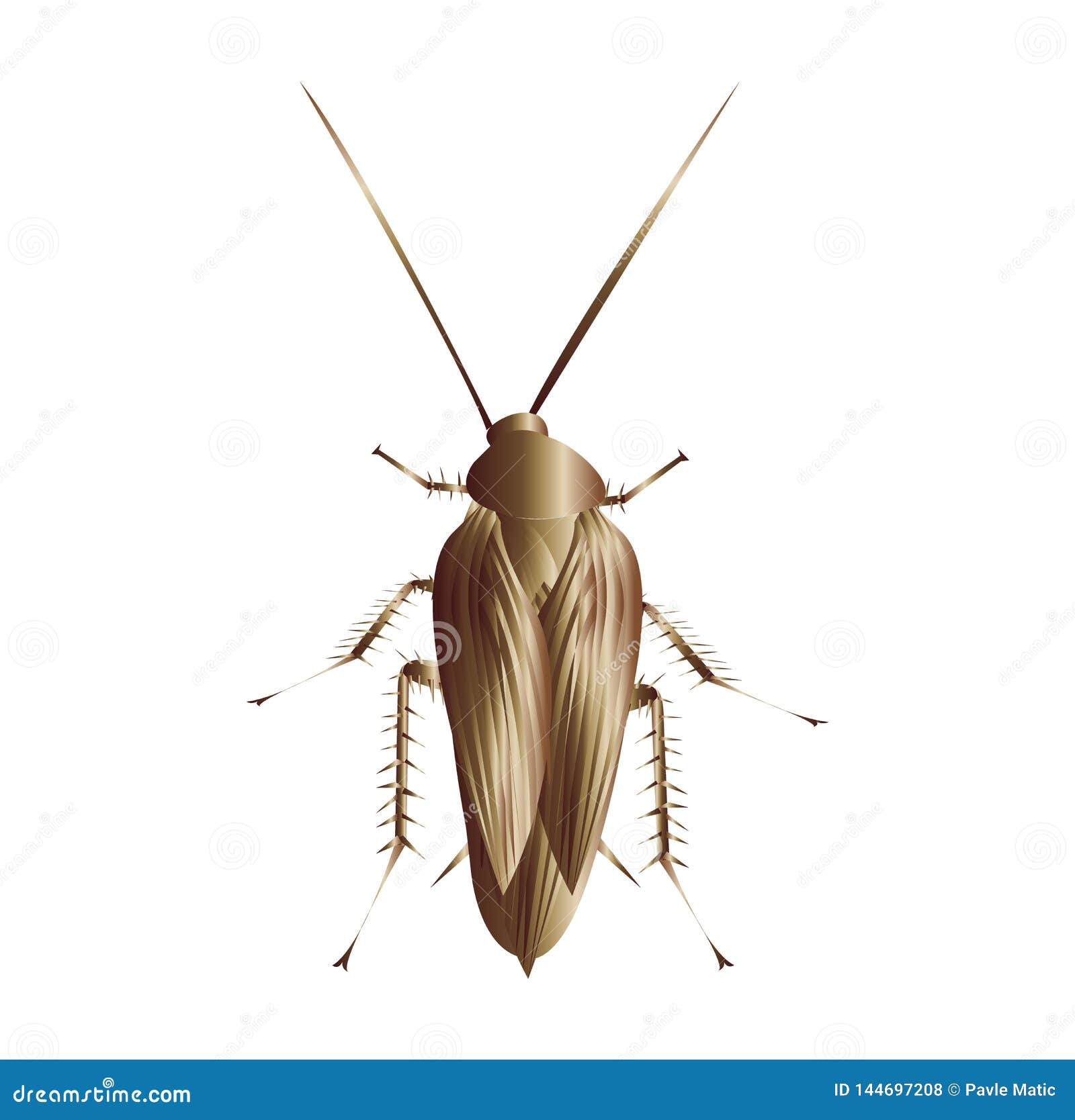 Vector Illustration of a Cockroach Stock Vector - Illustration of close ...