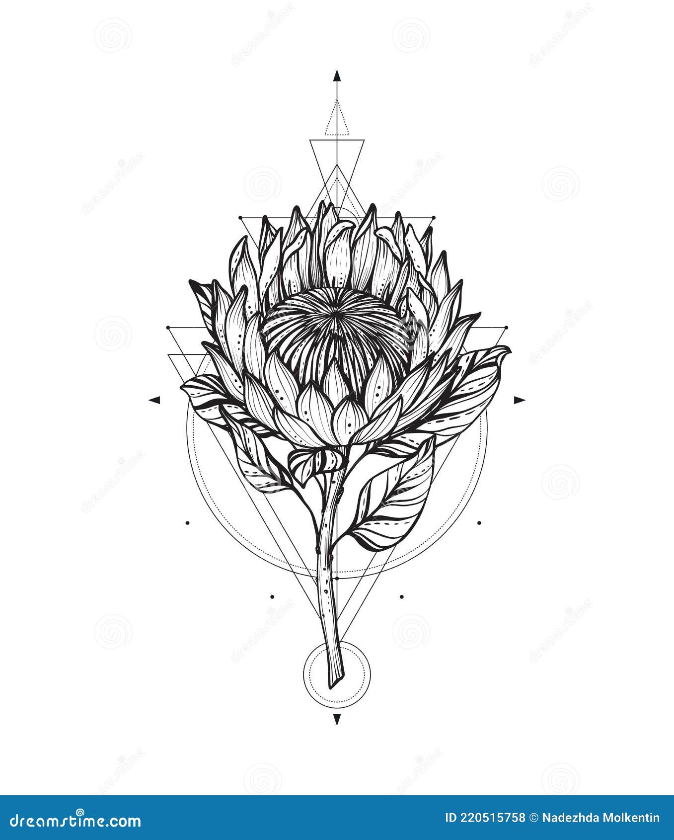Vector Illustration of Black and White Protea Flower Sacral Geometric  Simbols Isolated on White Background Stock Vector  Illustration of  botanical petal 220515758