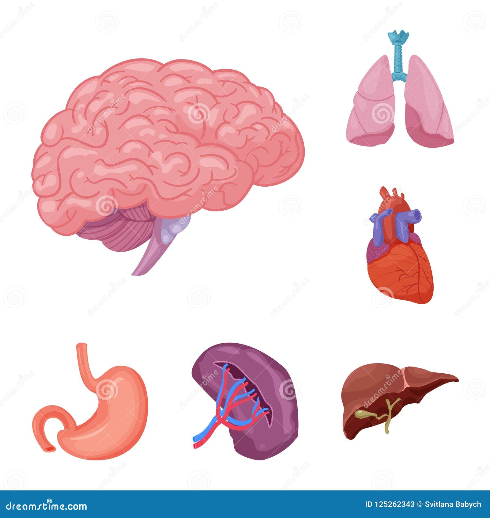 Download Vector Design Of Body And Human Symbol. Collection Of Body And Medical Vector Icon For Stock ...