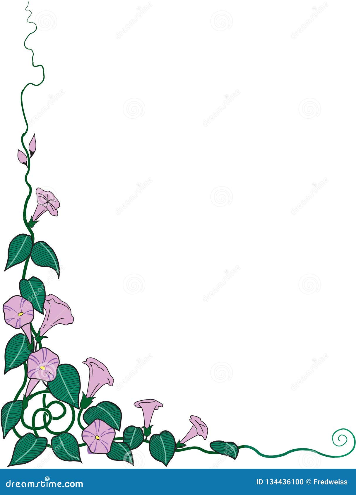 Morning Glories Border Vector Illustration Stock Vector Illustration