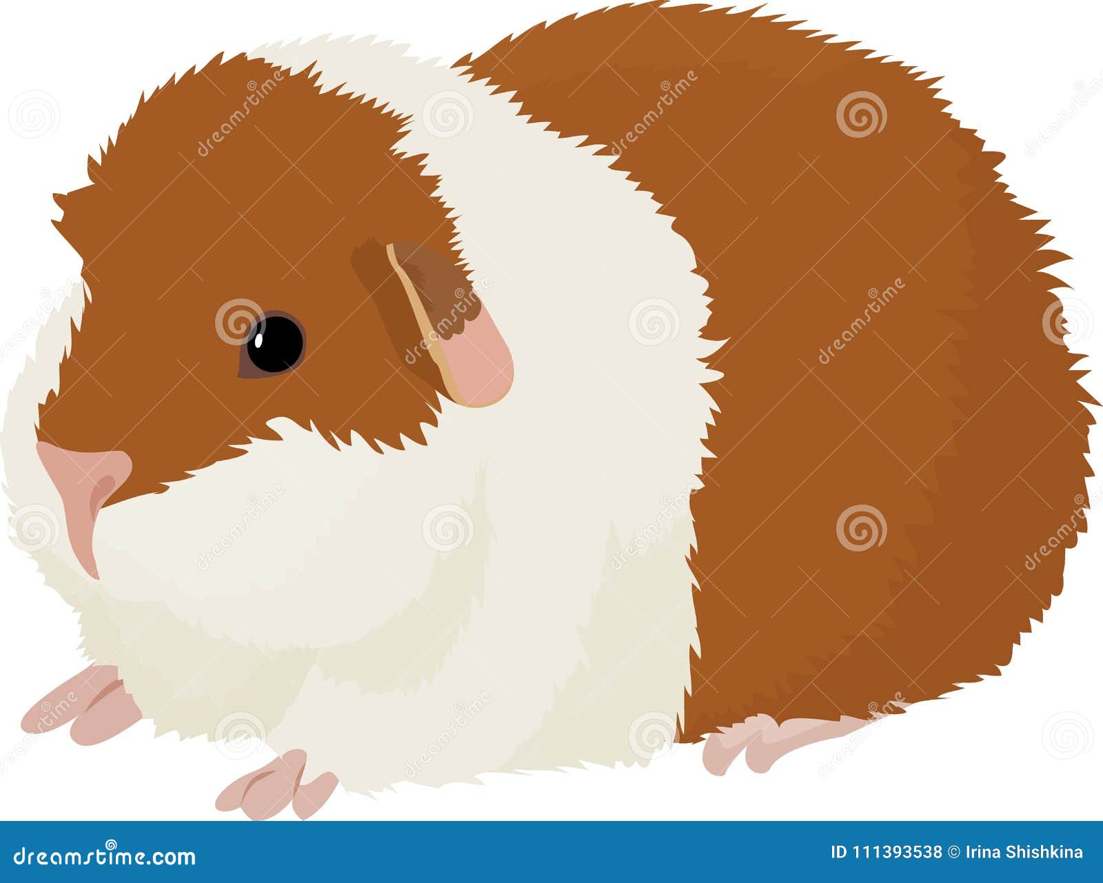 Vector Illustration Of Cartoon Guinea Pig. Stock Vector - Illustration