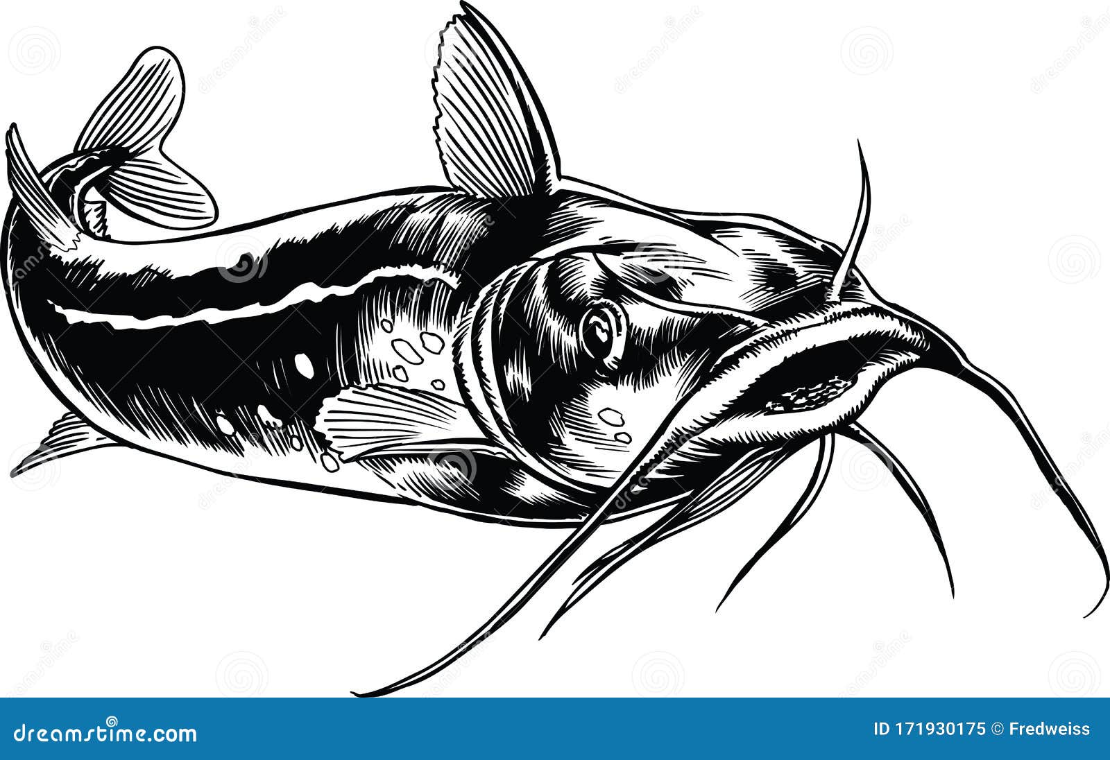 Catfish Swimming Vector Illustration Stock Vector Illustration of