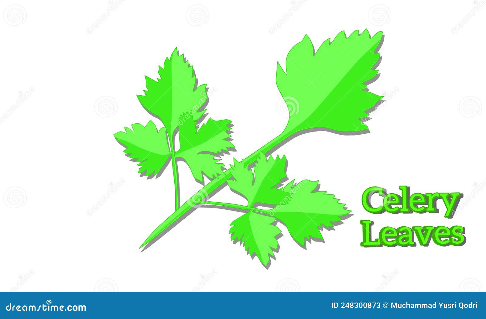 Vector Illustration, Celery Leaves, Stock Vector Illustration of