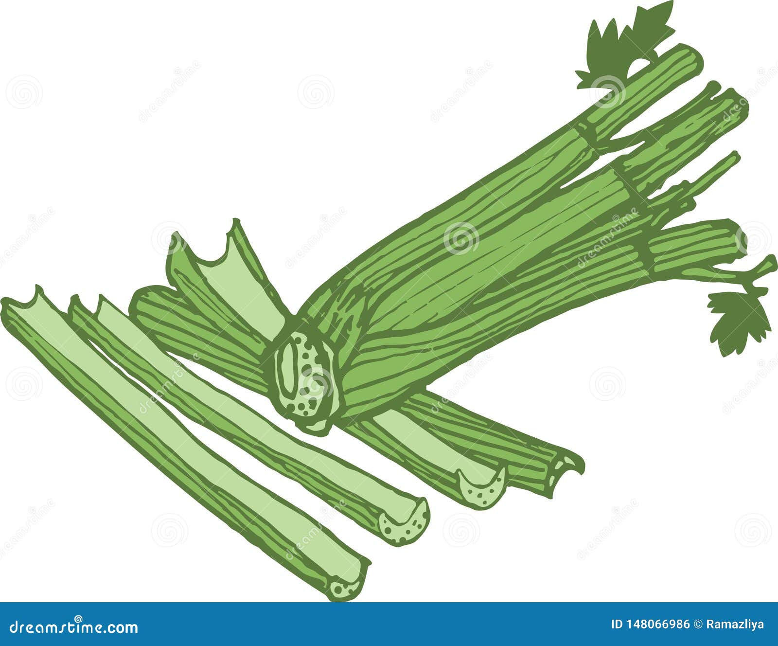 Vector Celery Illustration in Three Colours of Green Stock Vector