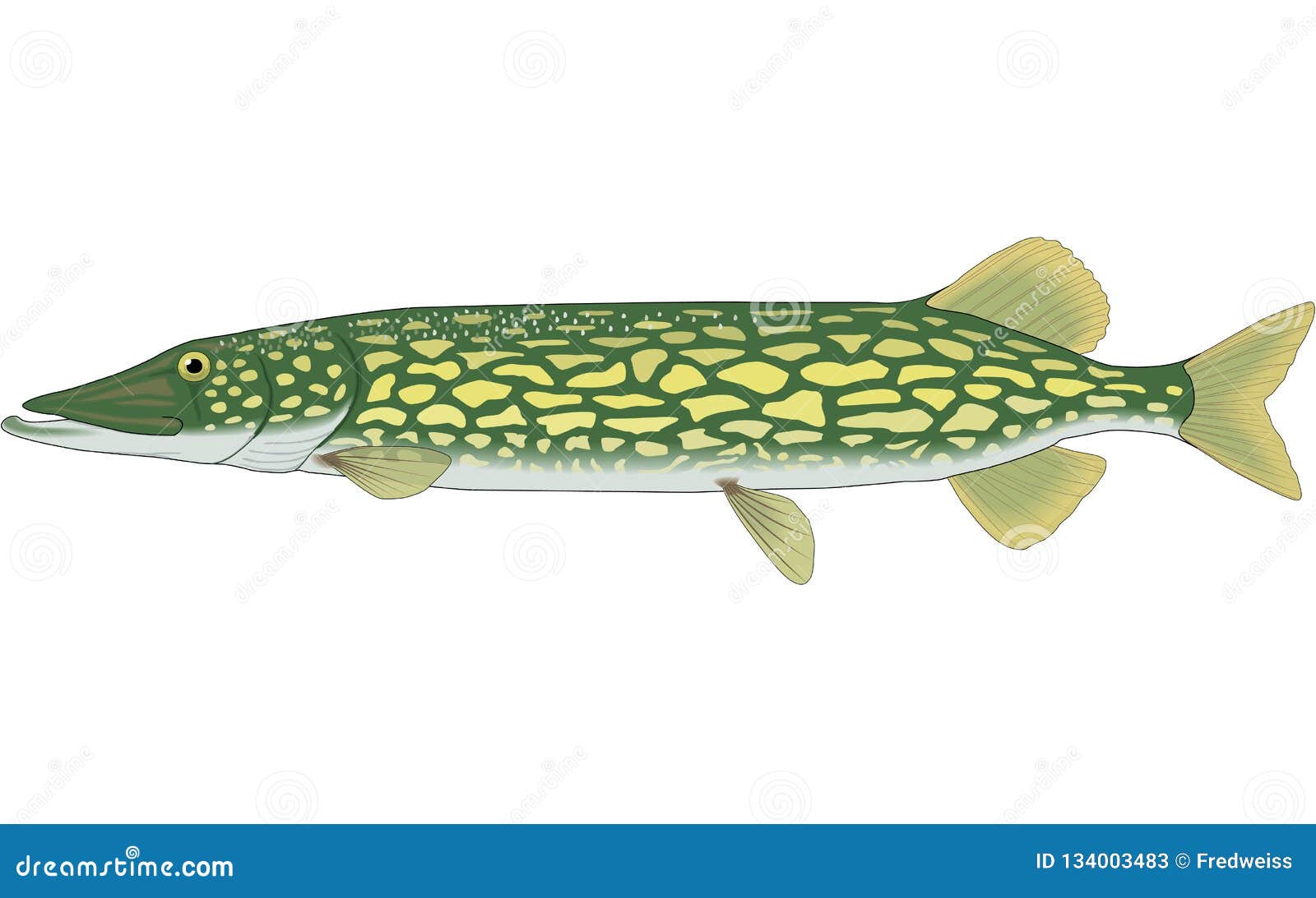 Chain Pickerel Illustration Stock Vector Illustration of seafood