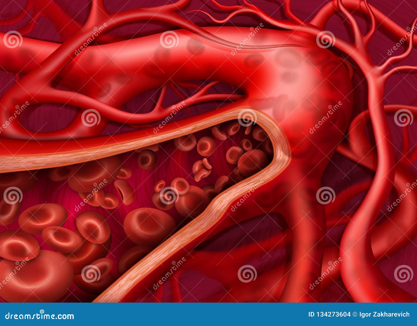 Circulation of the Blood in Vein Stock Illustration - Illustration of