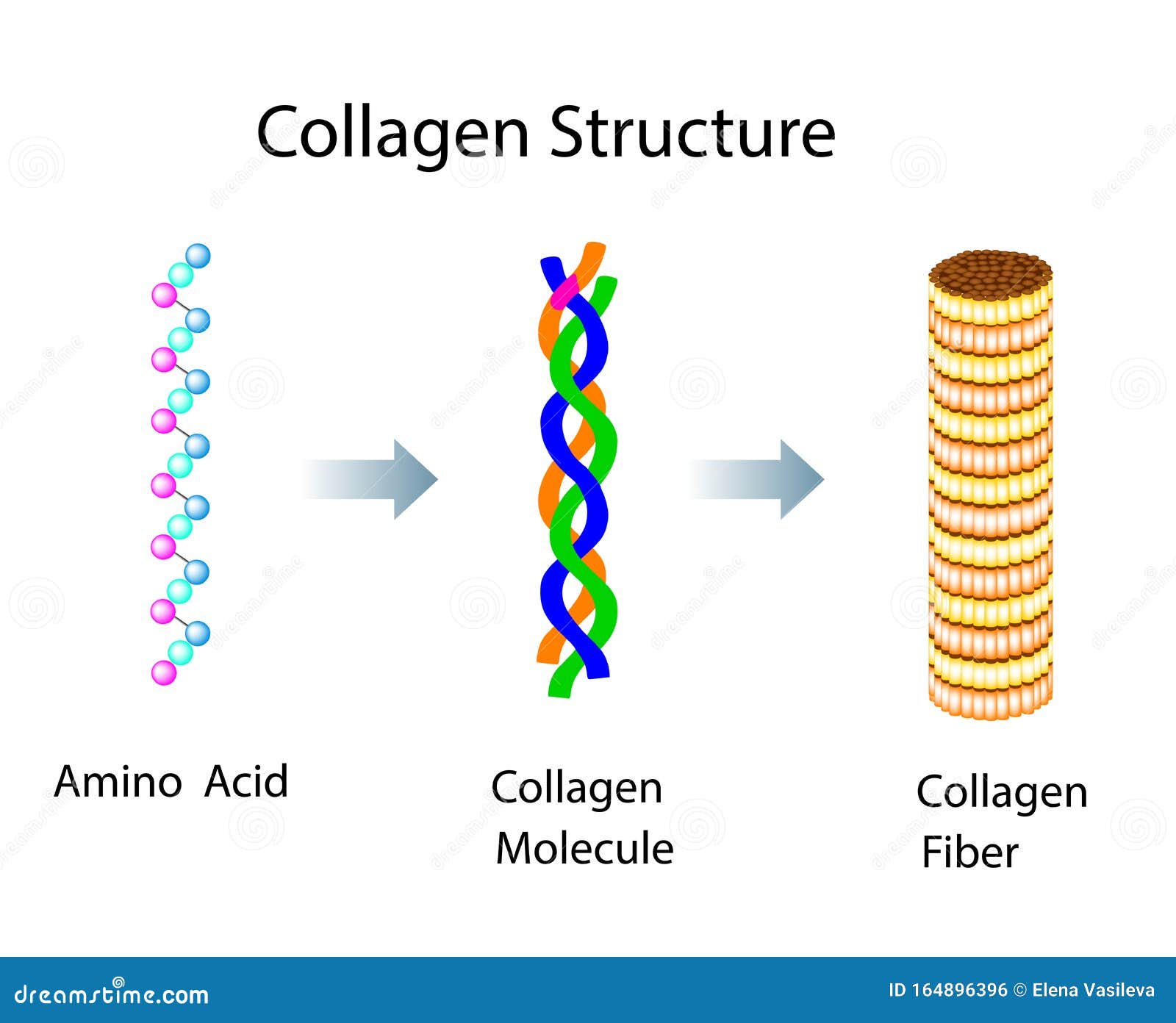 Vector Illustration with Collagen Structure for Medical and Educational