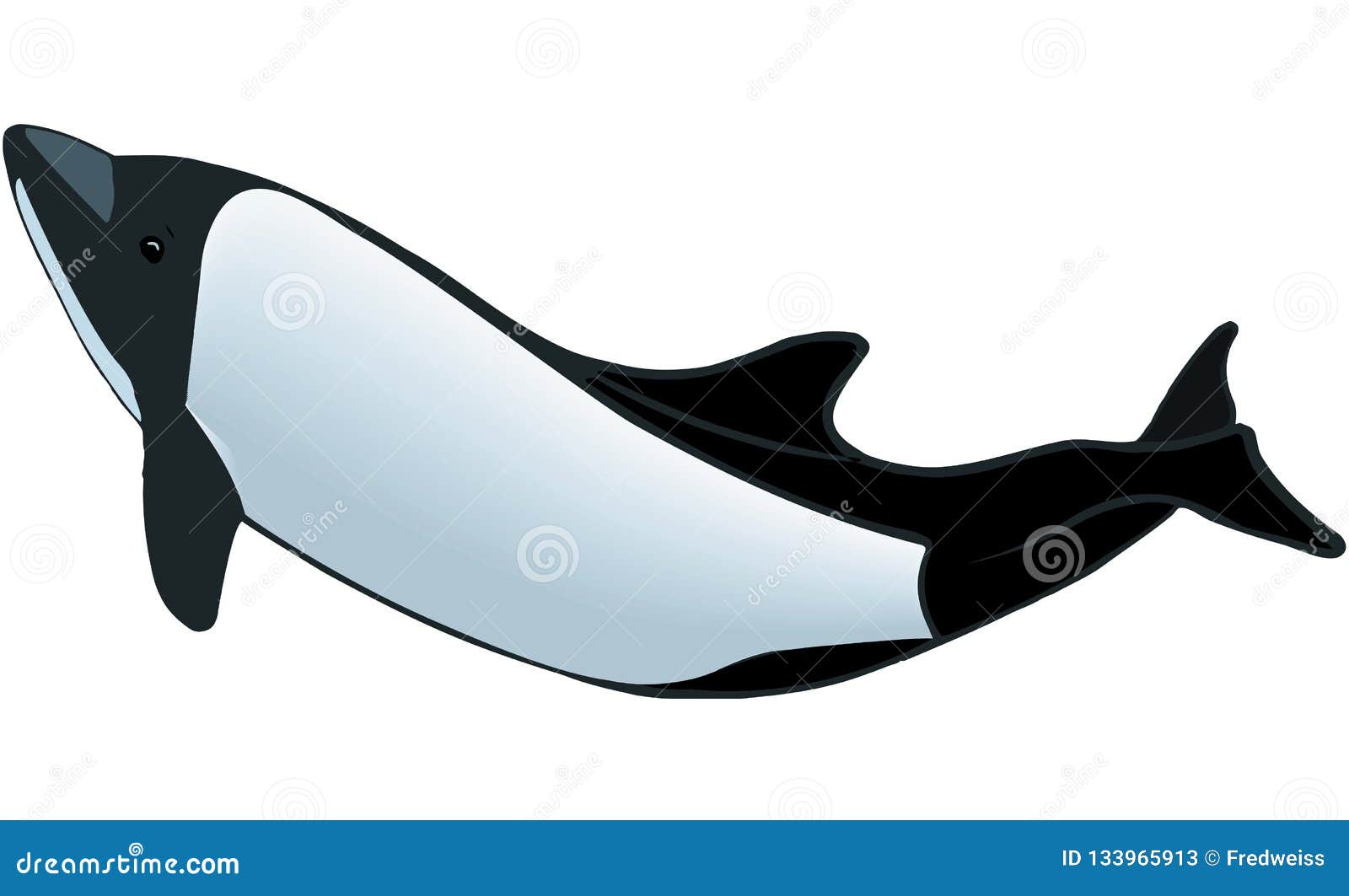 Commerson`s Dolphin Illustration Stock Vector - Illustration of dolphin