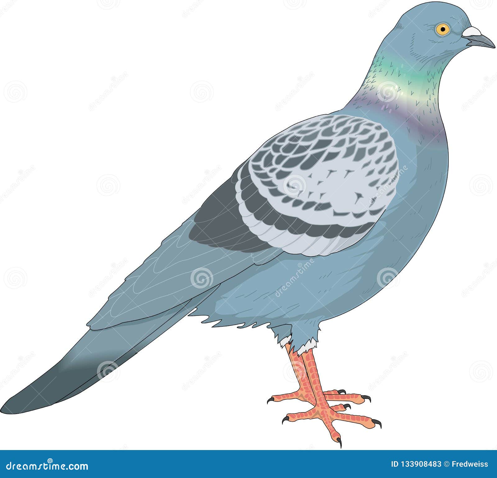 Common Pigeon Illustration. Hand Drawn Columba Livia Avian. Rock Dove