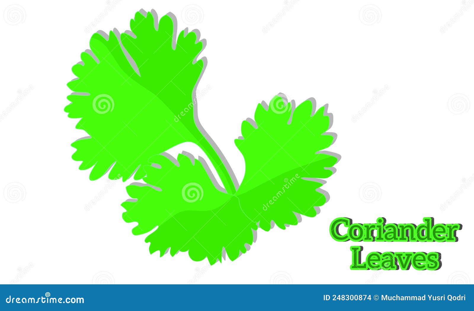 Vector Illustration, Coriander Leaves, As Background or Banner Image