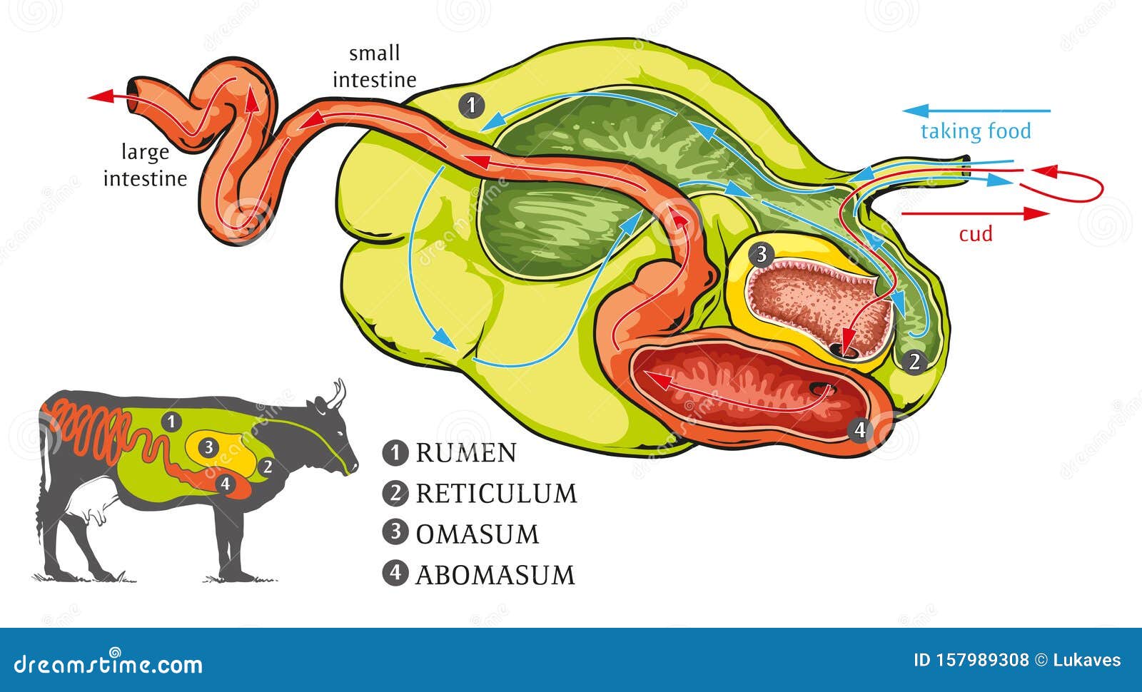 the cow stomach system