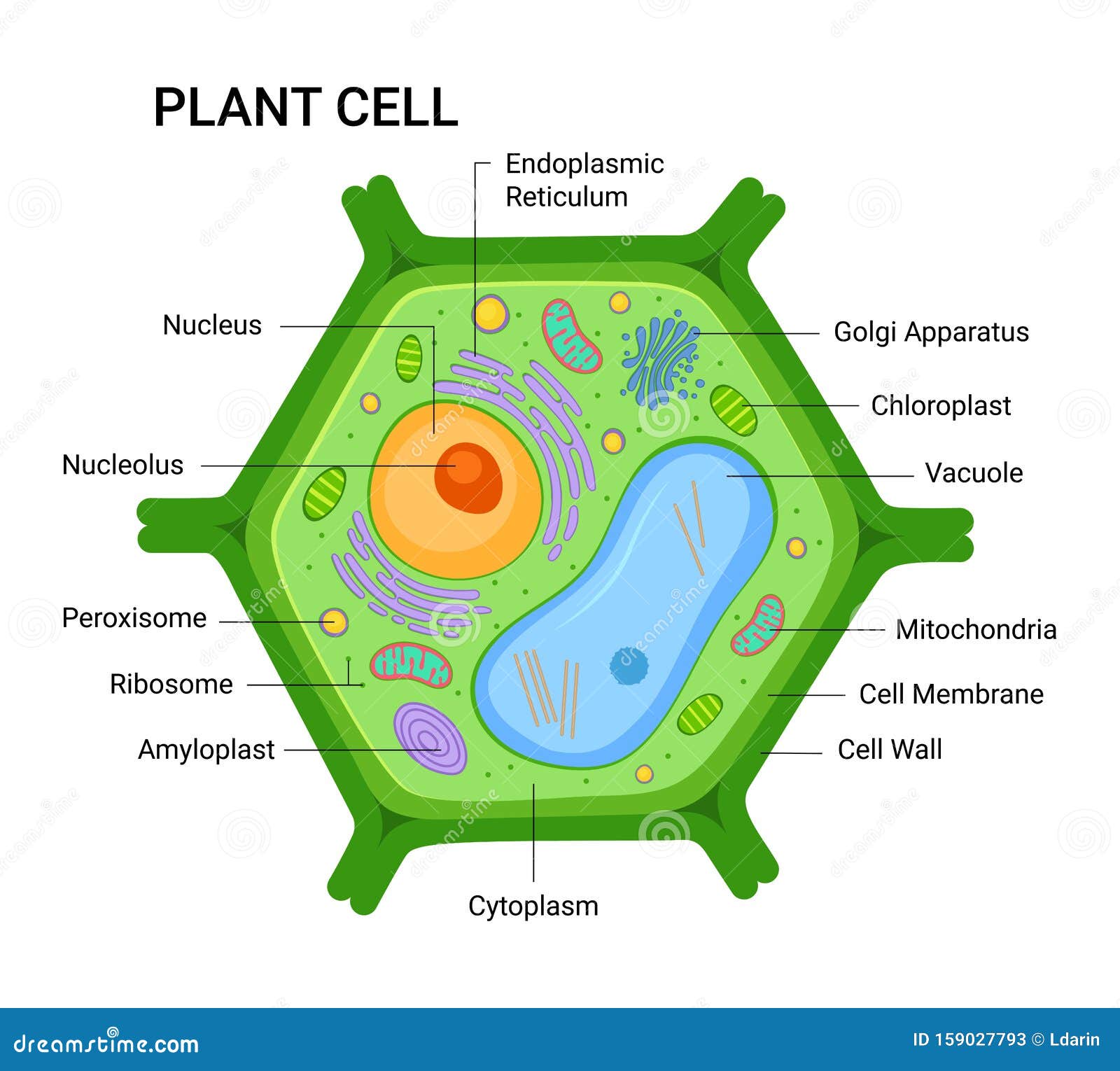 Vector Illustration Der Anatomie Der Pflanzenzellen  Vector 