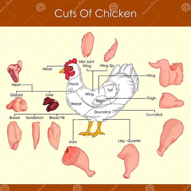 Vector Illustration of Different Cuts of Chicken Stock Vector