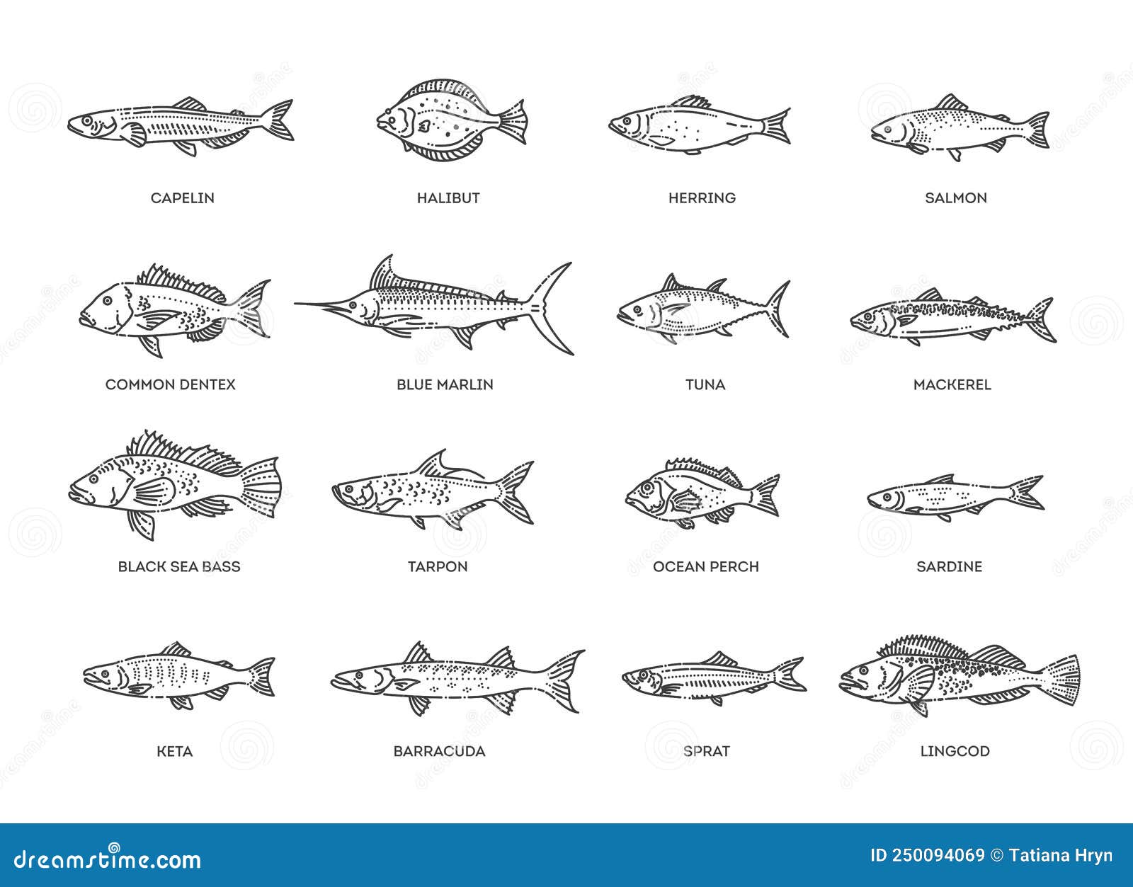 Types Marine Ocean Fish And Freshwater Fish Cartoon Vector types-marine-ocean-fish-and-freshwater-fish-cartoon-vector