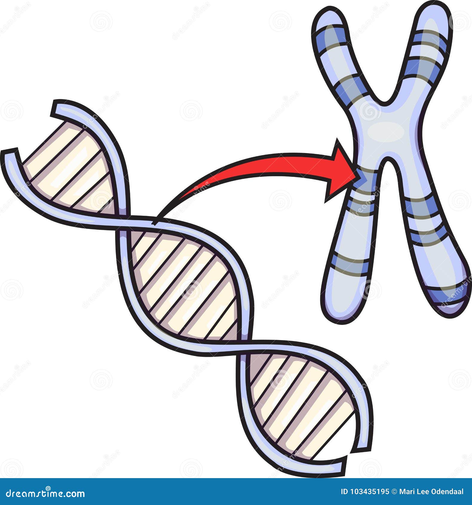 Dna And Chromosome Vector Stock Vector Illustration Of Biology 103435195