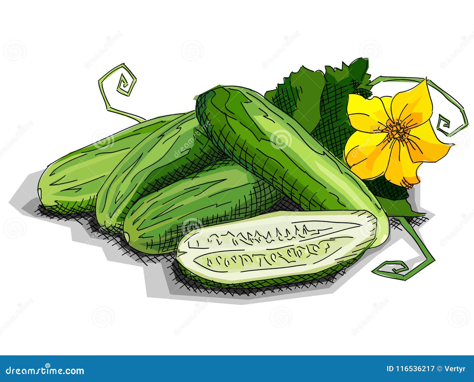 Vector Illustration of Drawing Vegetable Cucumbers. Stock Vector