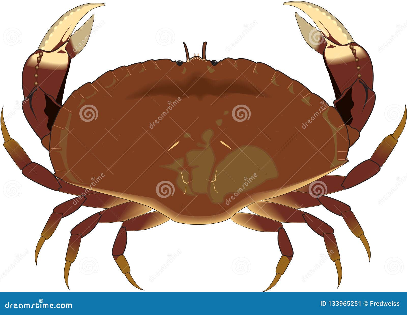 Dungeness Crab Illustration Stock Vector Illustration of water