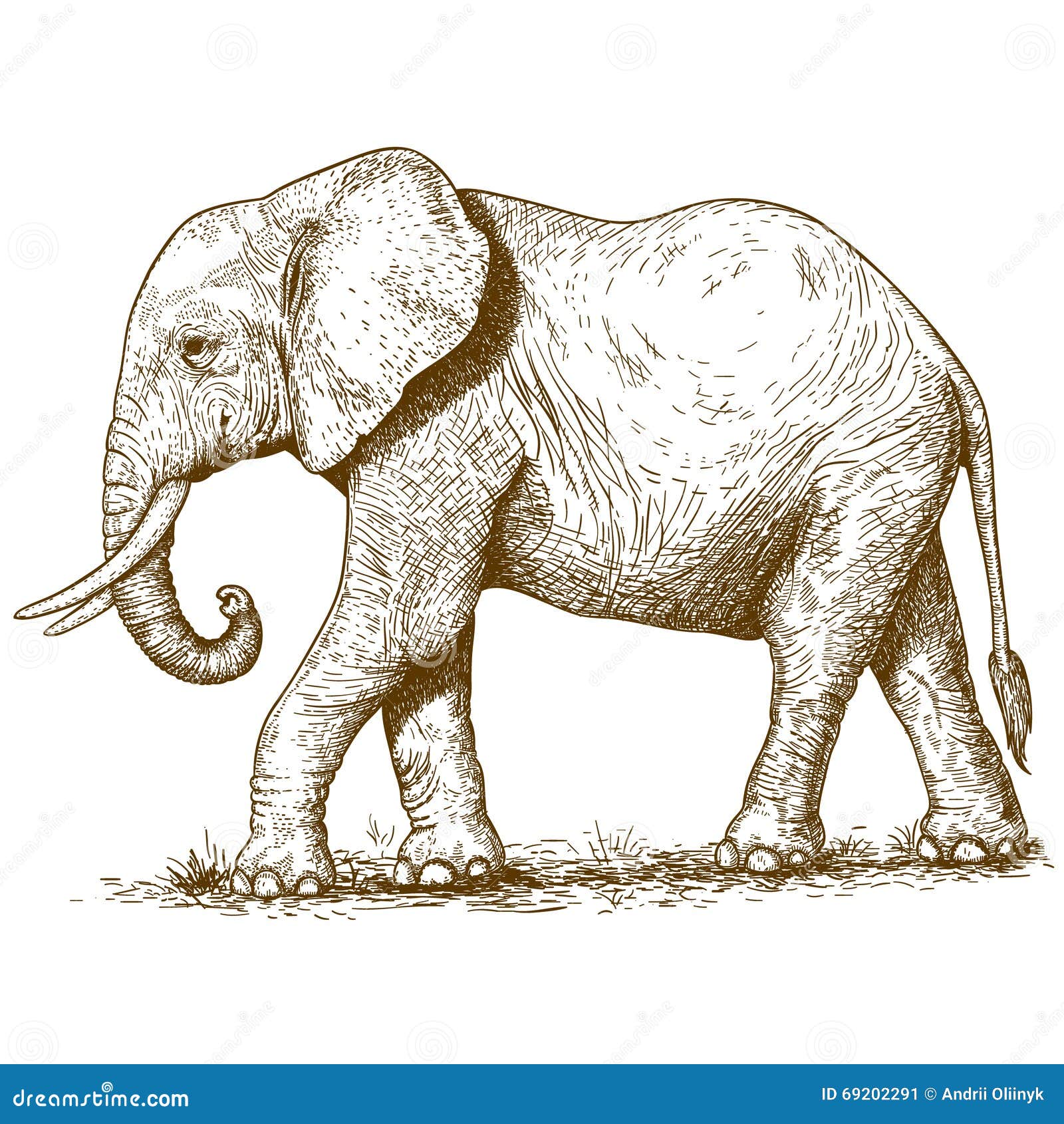   of engraving elephant