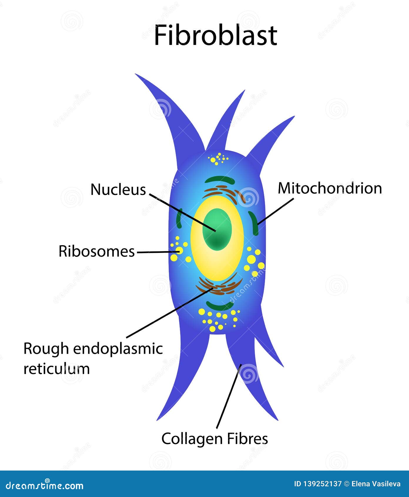  . fibroblast is a dermis cell. structure of fibroblast cell.