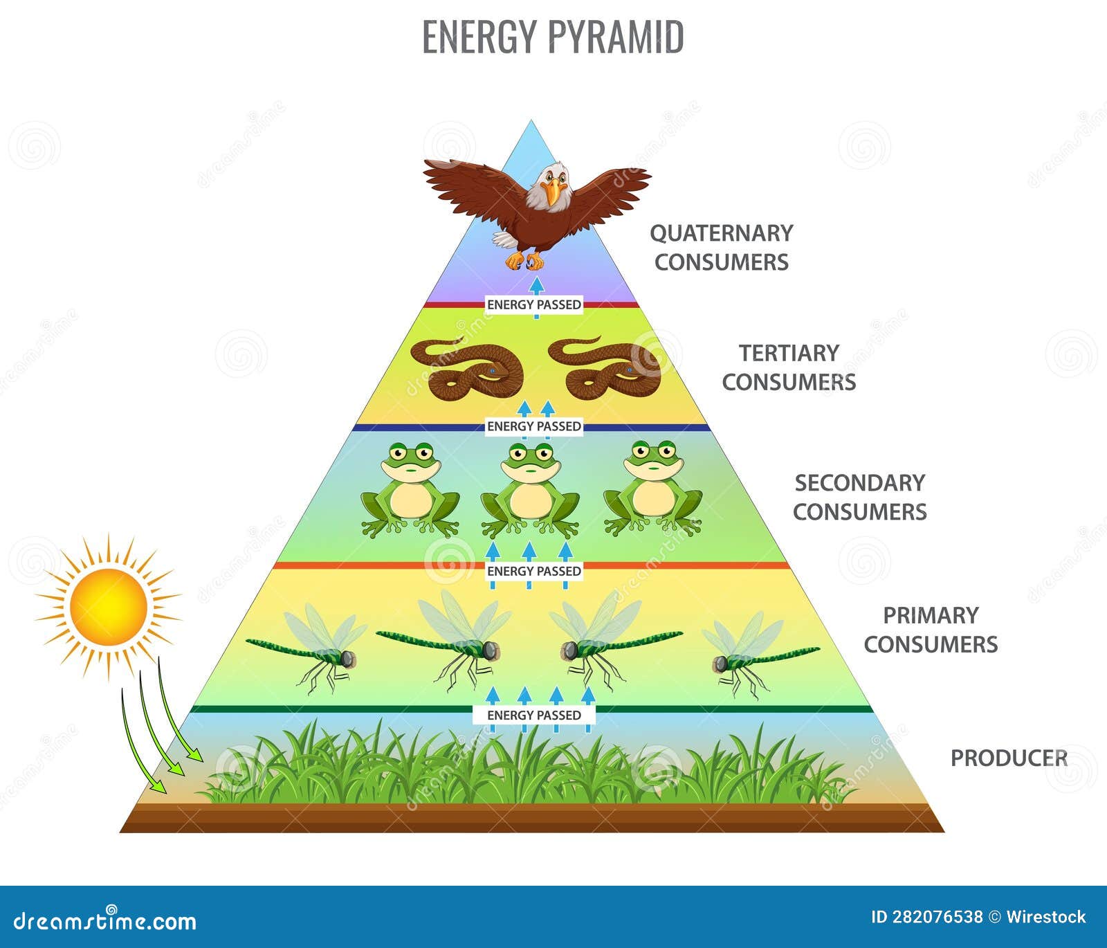 Vector Illustration of a Food Chain Energy Pyramid Stock Illustration ... Biology Diagrams