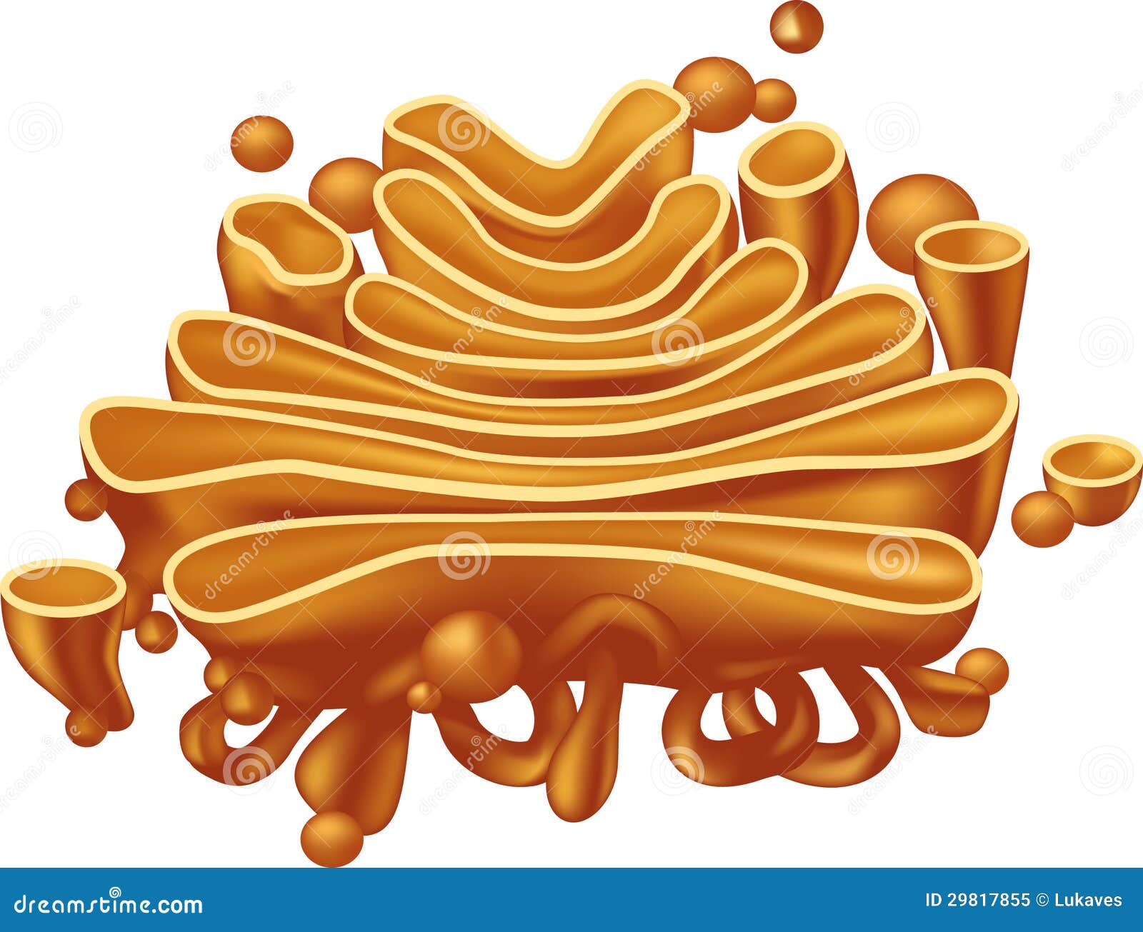 Golgi Apparatus Royalty Free Stock Photo - Image: 29817855