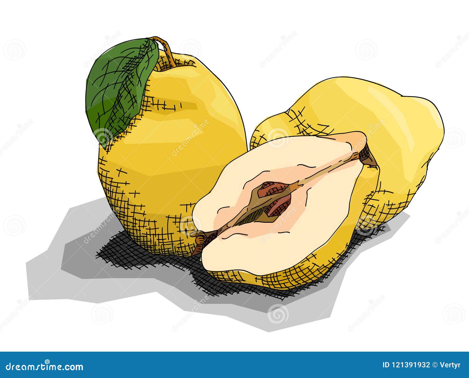 Vector Illustration of Drawing Fruit Quinces. Stock Vector