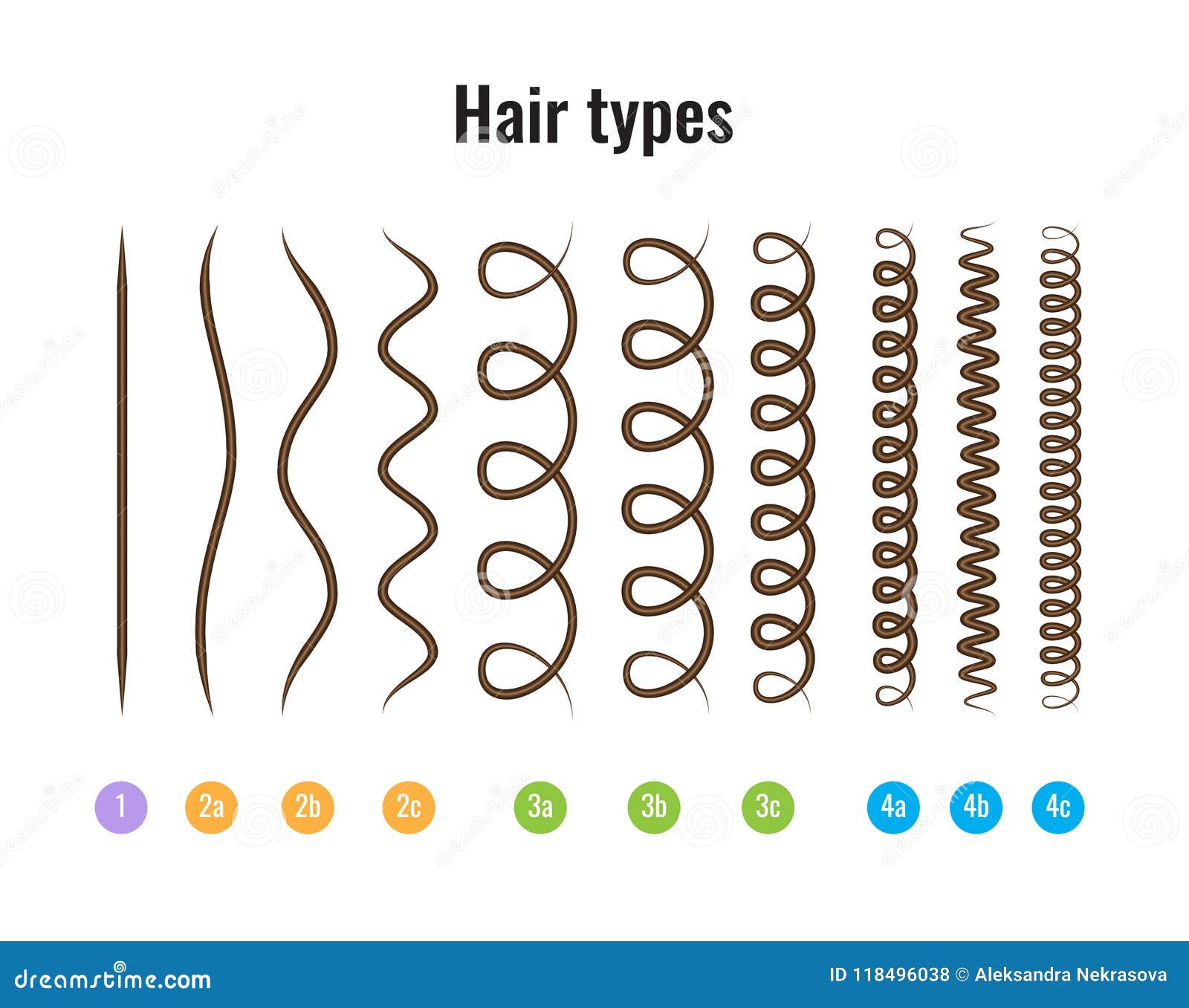 Vector Illustration of a Hair Types Chart Displaying All Types and Labeled.  Stock Vector - Illustration of diagram, chart: 118496038