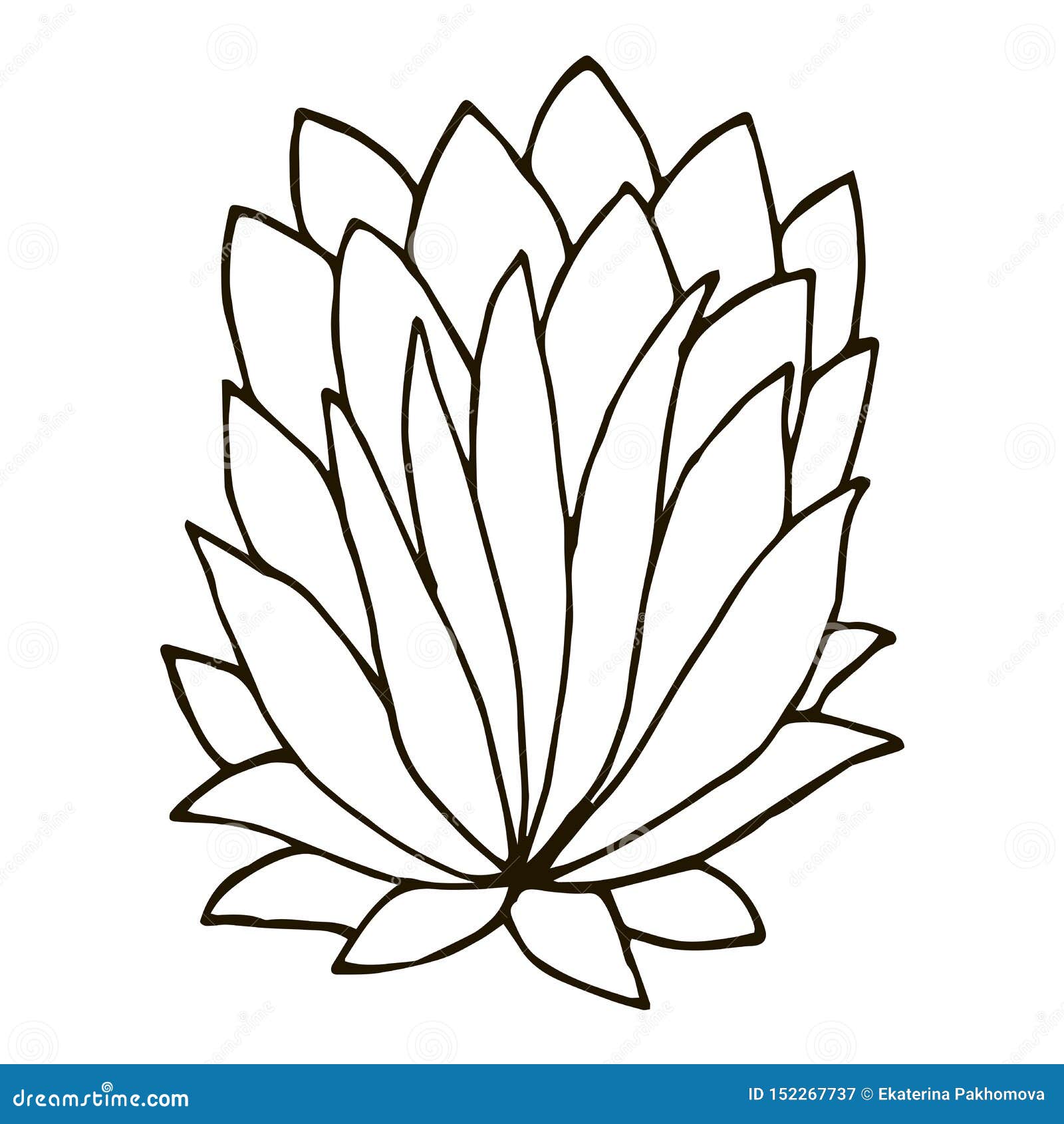 Hand Drawn Doodle Bush Isolated on White Background for Coloring Book
