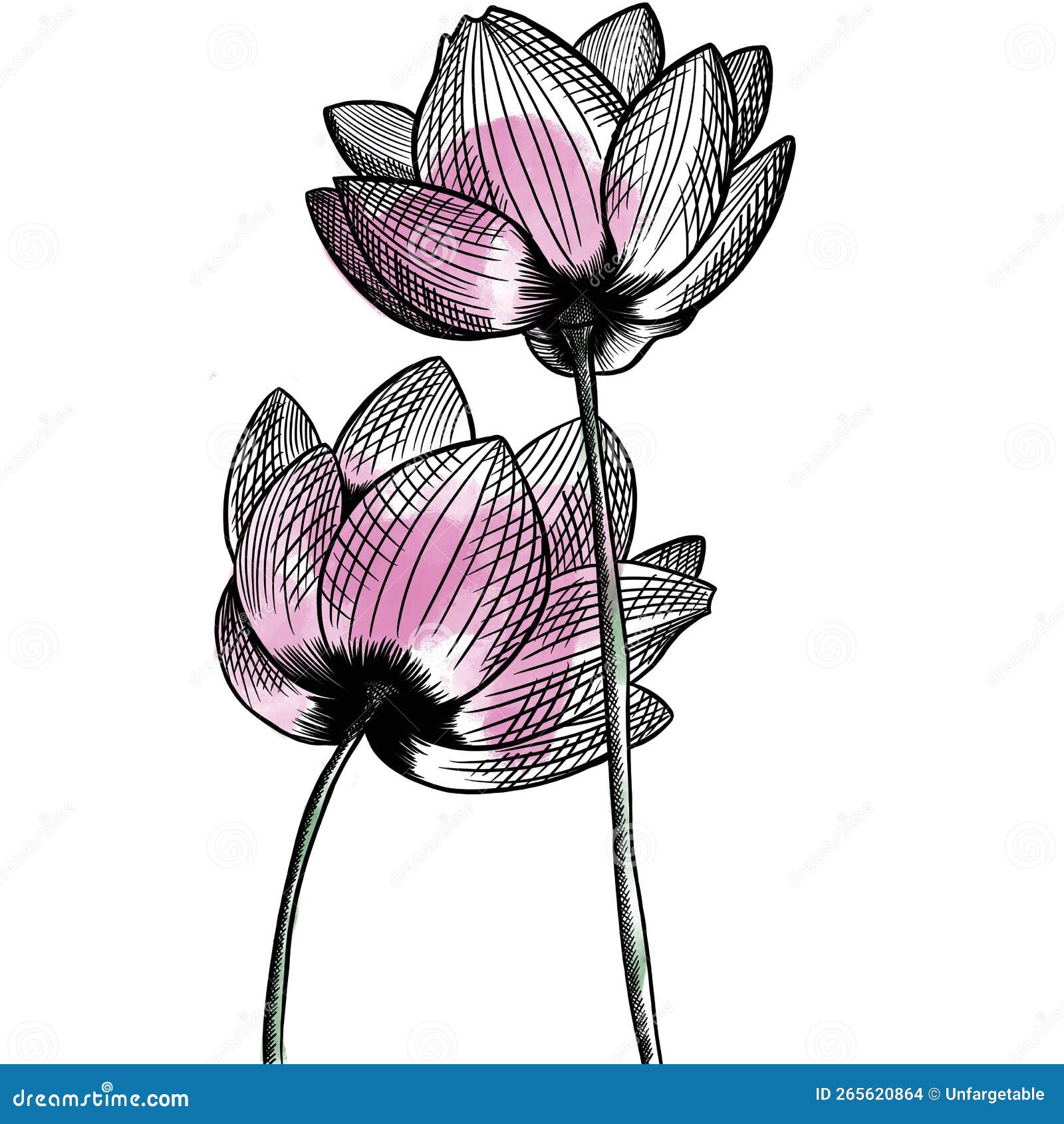 Vector Illustration Hand Drawn Lotus Flower Stock Illustration