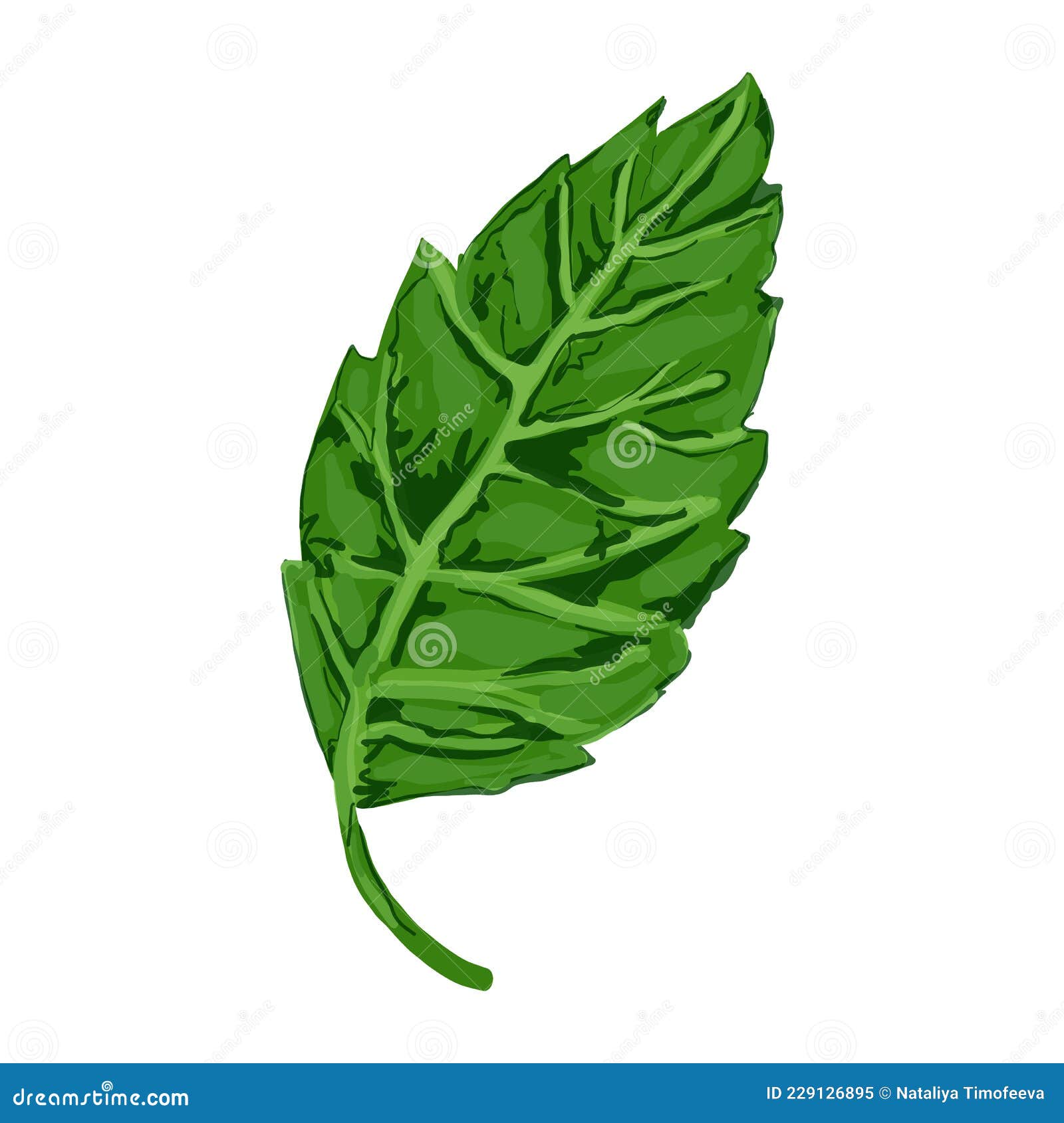 Vector Illustration of a Hibiscus Plant - Flowers and Leaves of a Plant