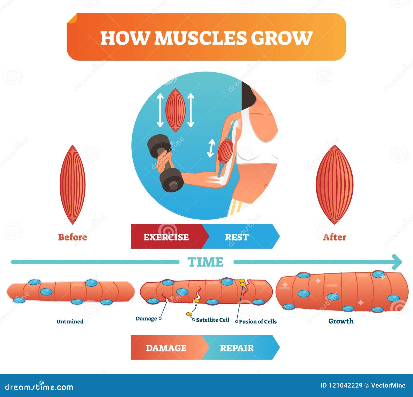   about how muscles grow. medical educational diagram and scheme with satellite cell and fusion of cells.
