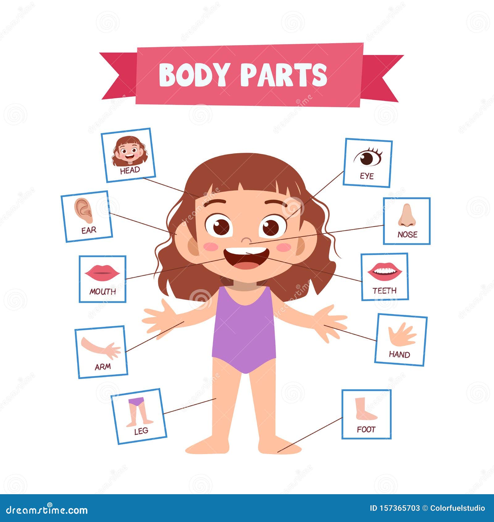 Vector Illustration of Human Body Stock Illustration - Illustration of