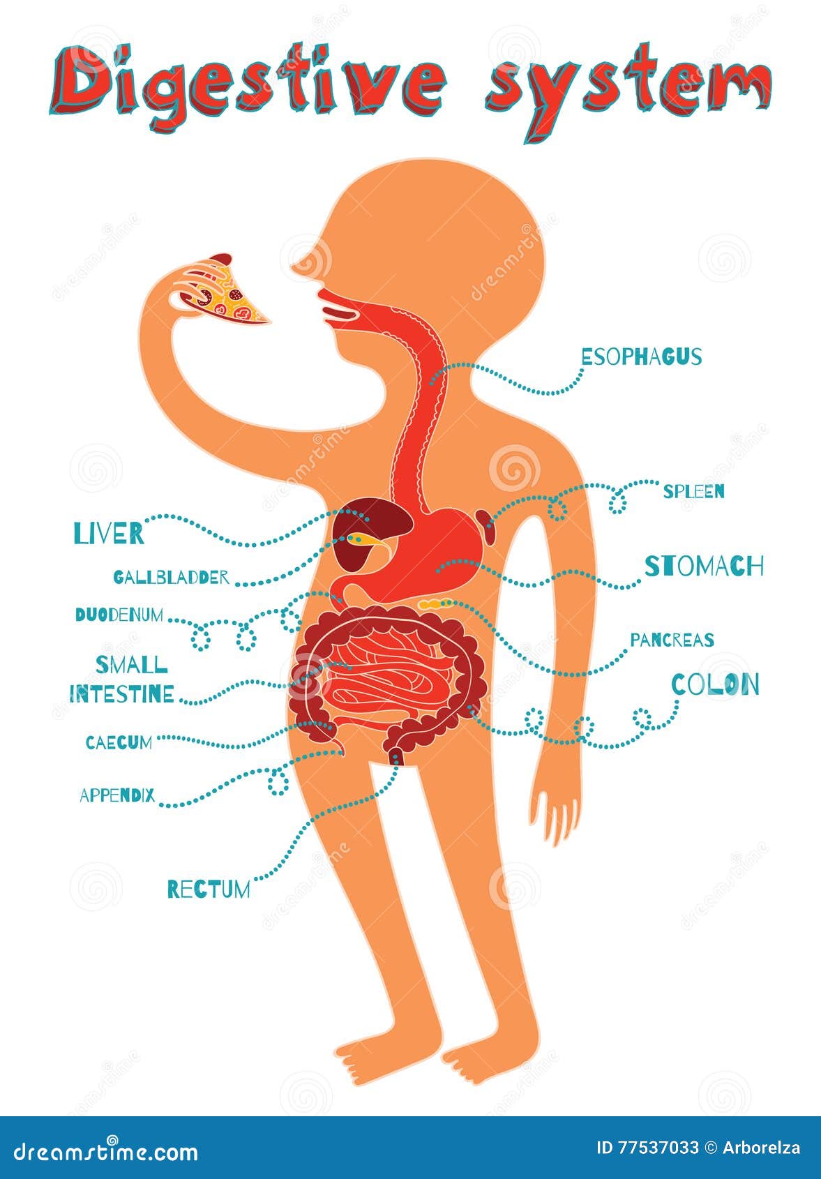 Digestive system